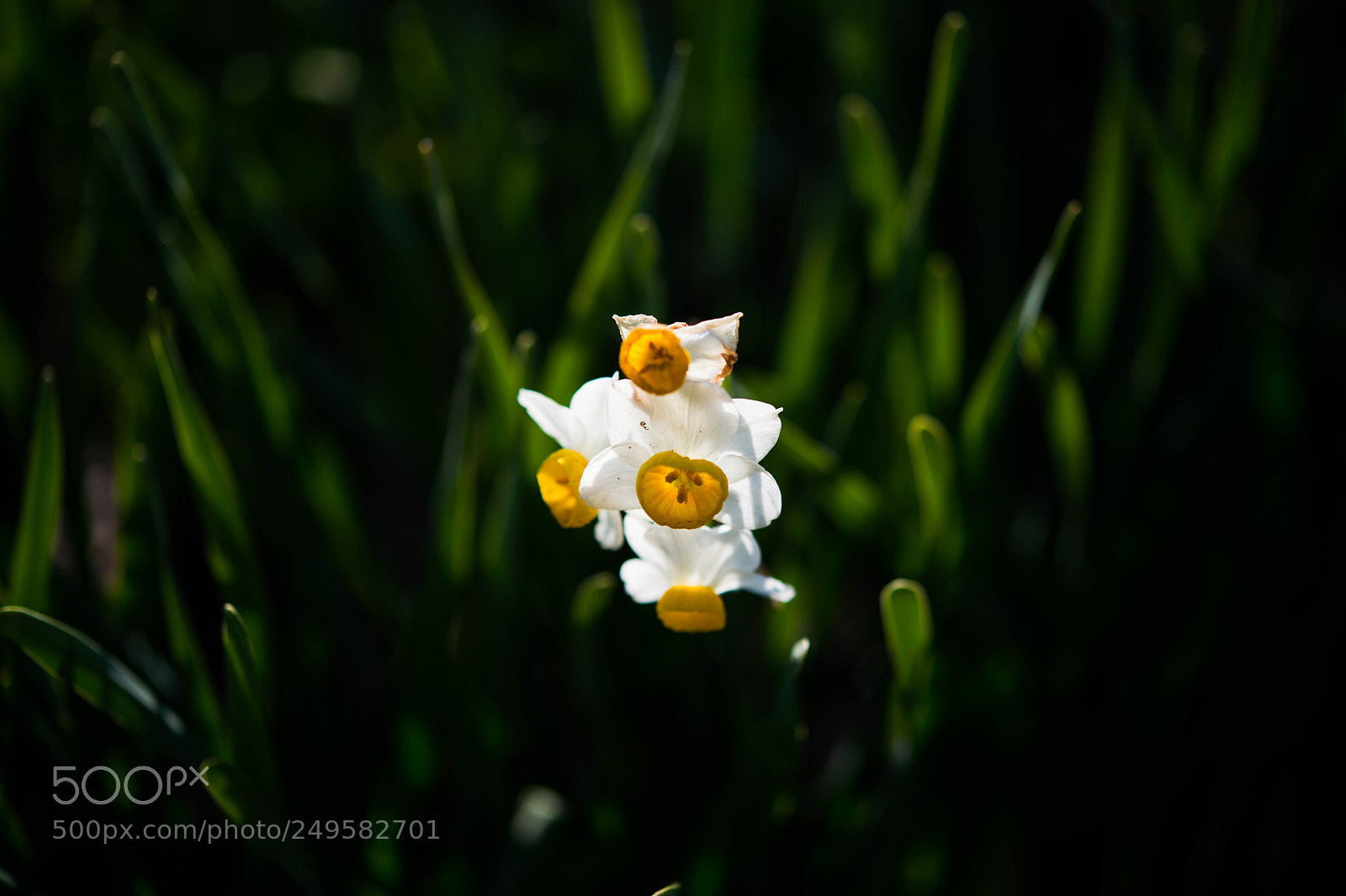 Nikon Df sample photo. Blooming photography