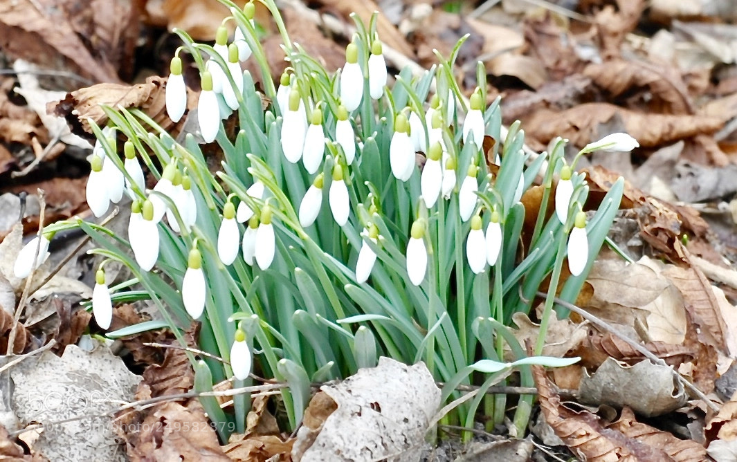 Nikon D700 sample photo. Snowdrops ............. photography