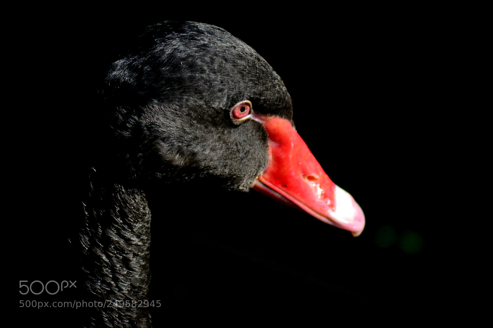 Nikon D3100 sample photo. Black swan photography