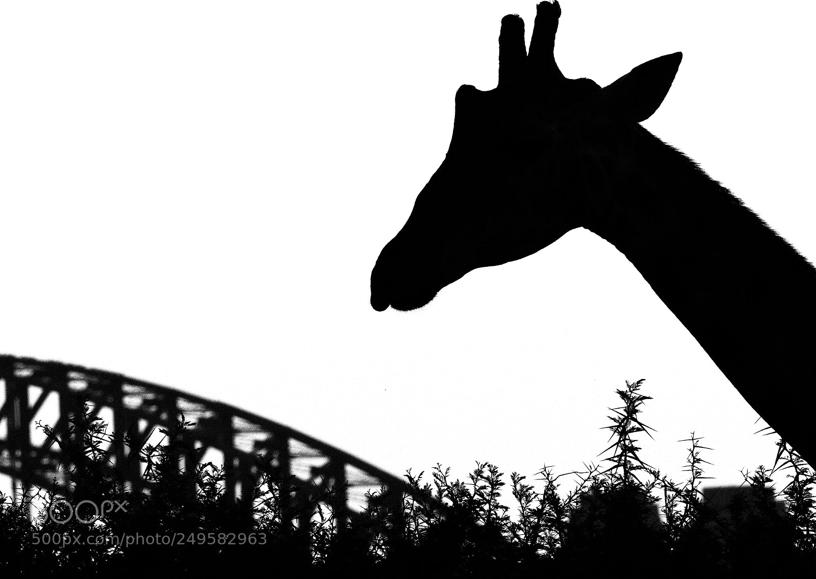 Nikon AF-S Nikkor 200-500mm F5.6E ED VR sample photo. Giraffe silhoutte with sydney photography