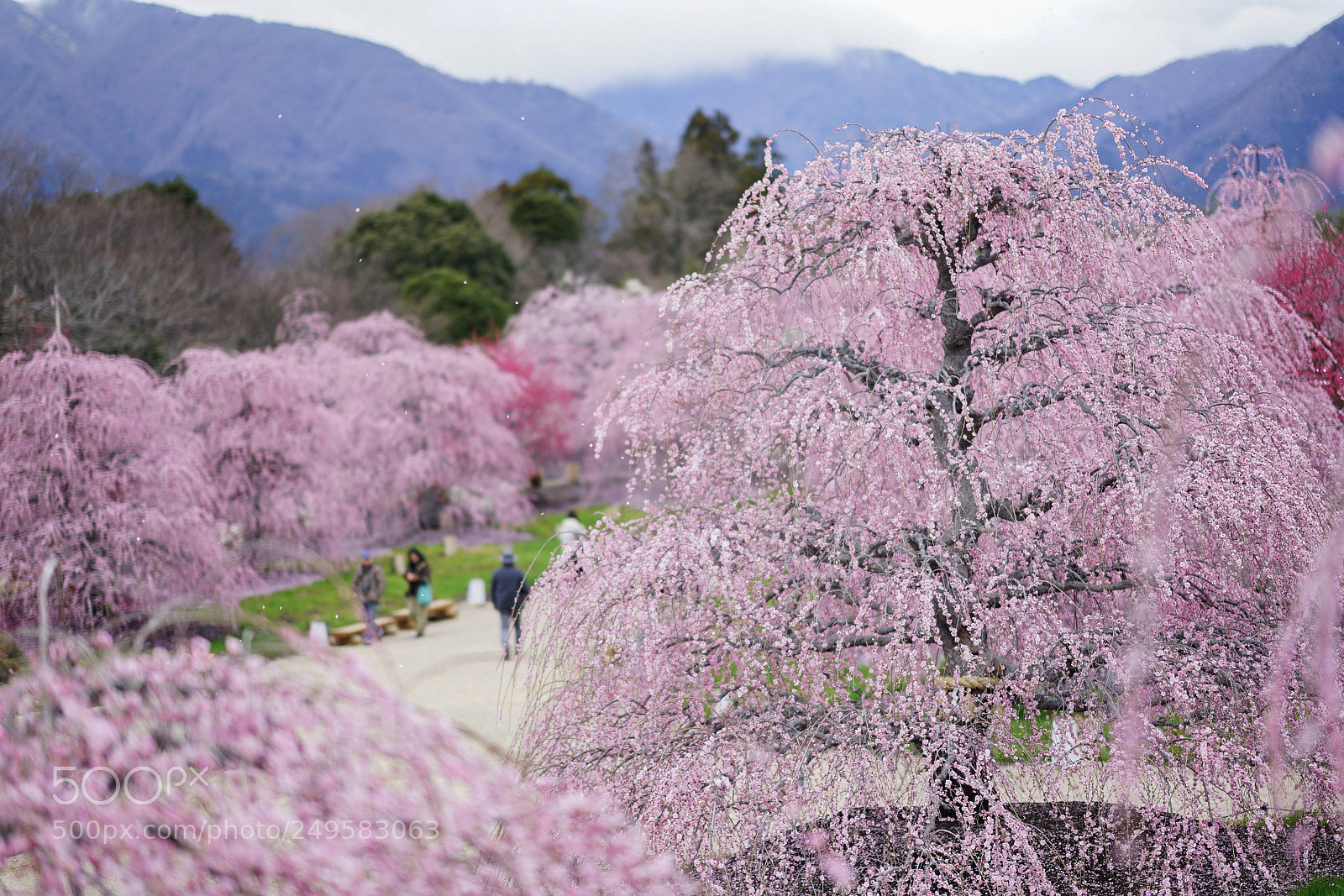 Sony a7 II sample photo. Suzuka forest garden photography