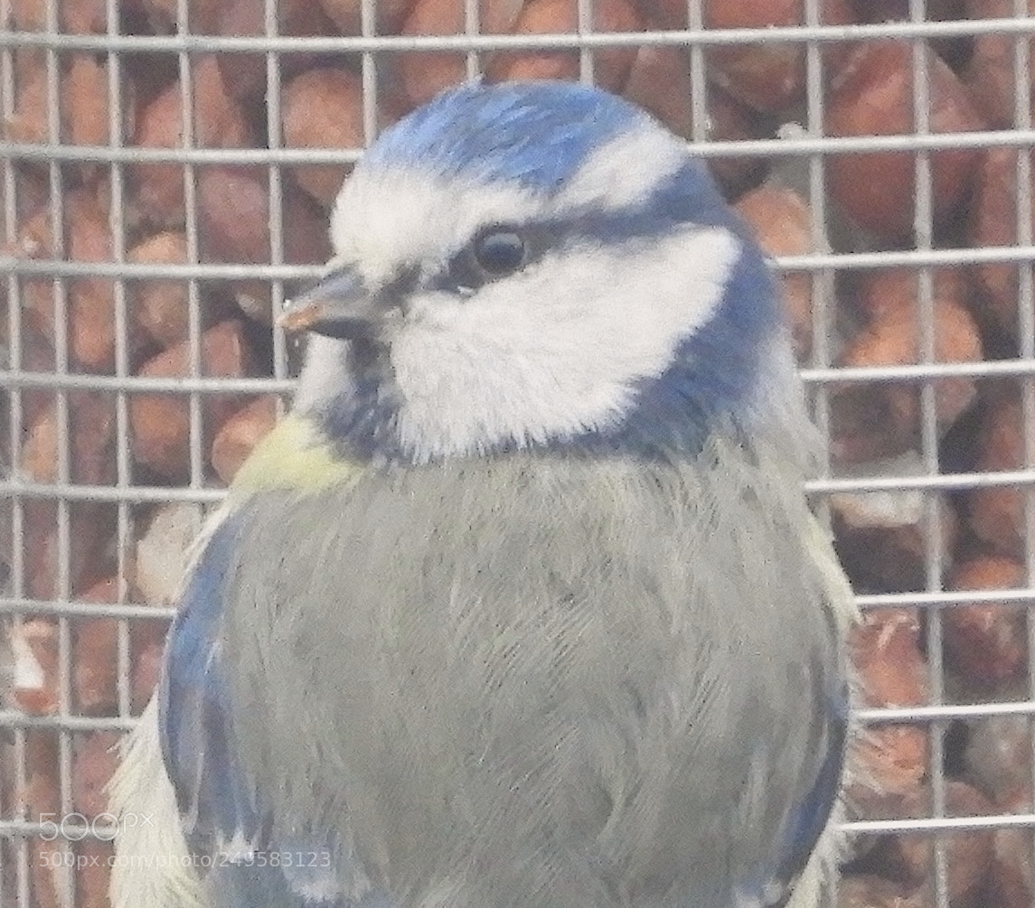 Nikon Coolpix B700 sample photo. Blue tit portrait photography