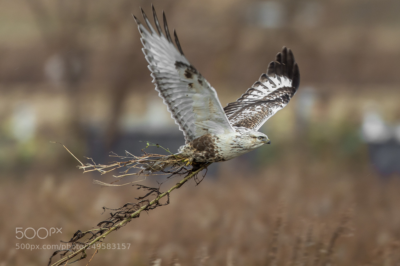 Canon EOS 7D Mark II sample photo. Vegetable diet??? (rough-legged buzzard) photography