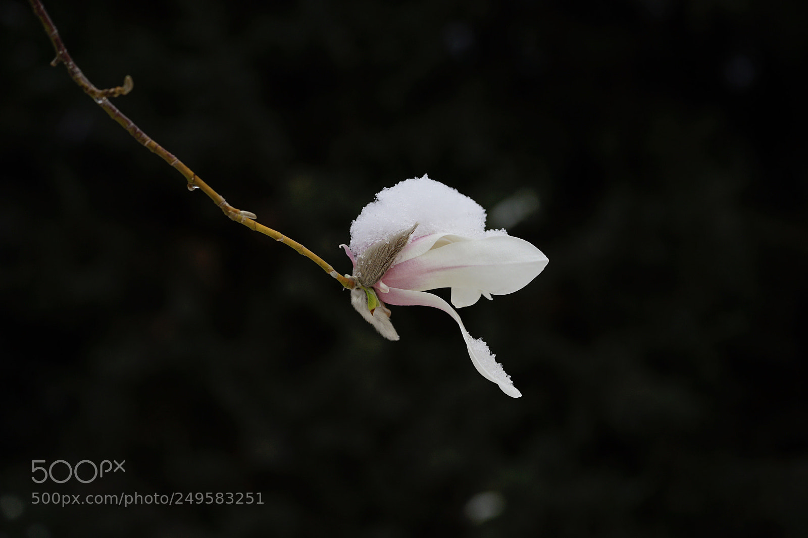 Sony a7 II sample photo. 玉蘭 photography