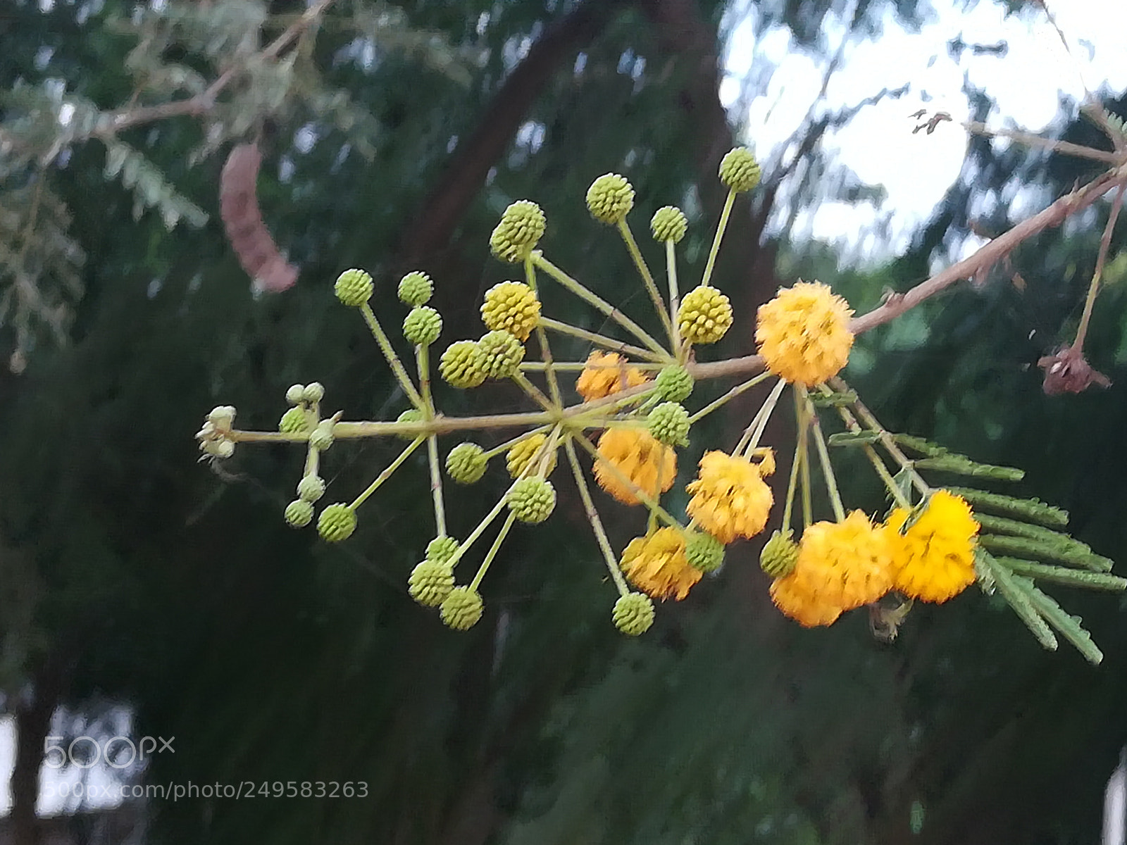 HUAWEI honor 6x sample photo. Babhul flowers photography