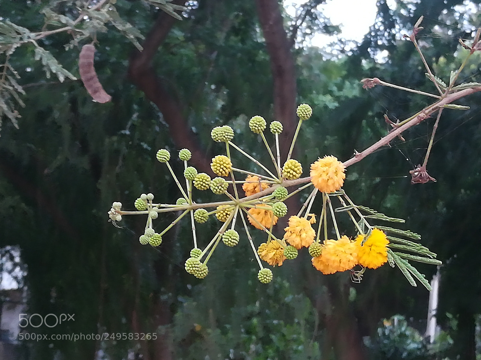 HUAWEI honor 6x sample photo. Babhul flowers photography