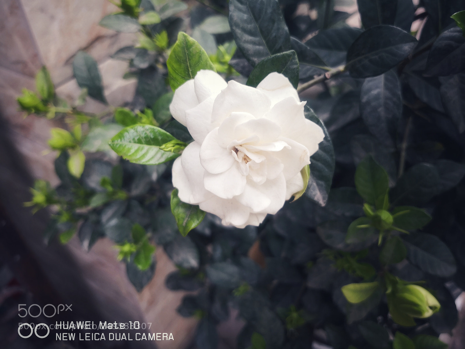 HUAWEI Mate 10 sample photo. Untitled photography
