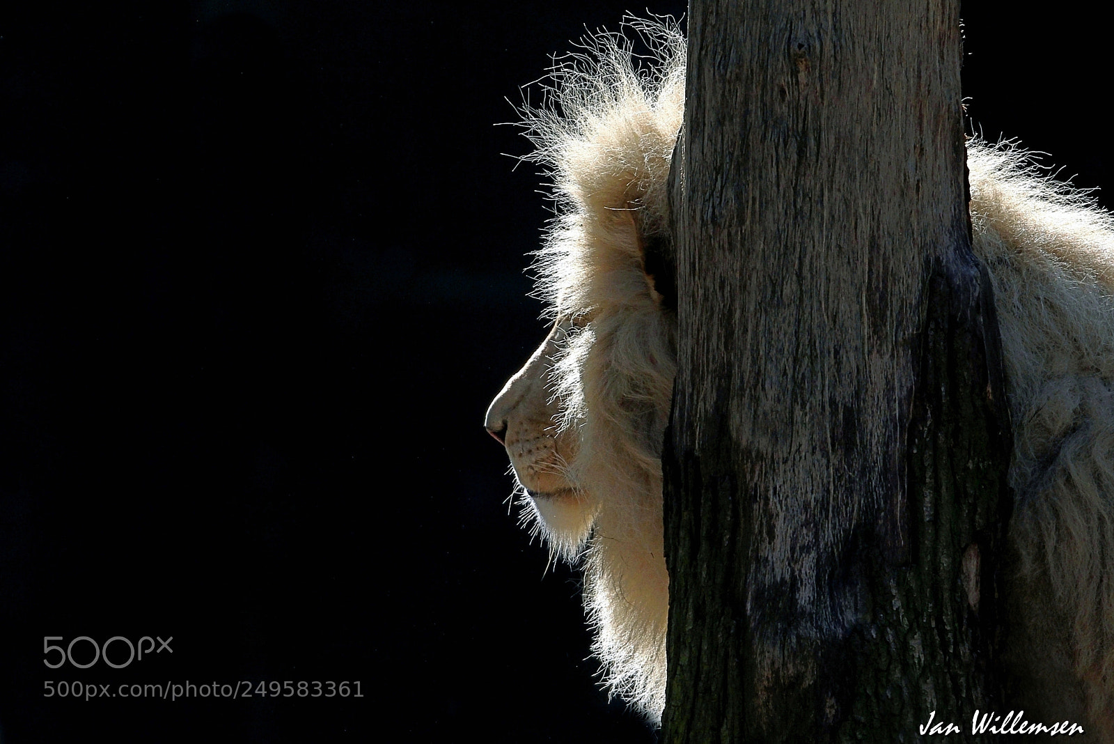 Canon EOS-1D Mark IV sample photo. Afr. white lion photography