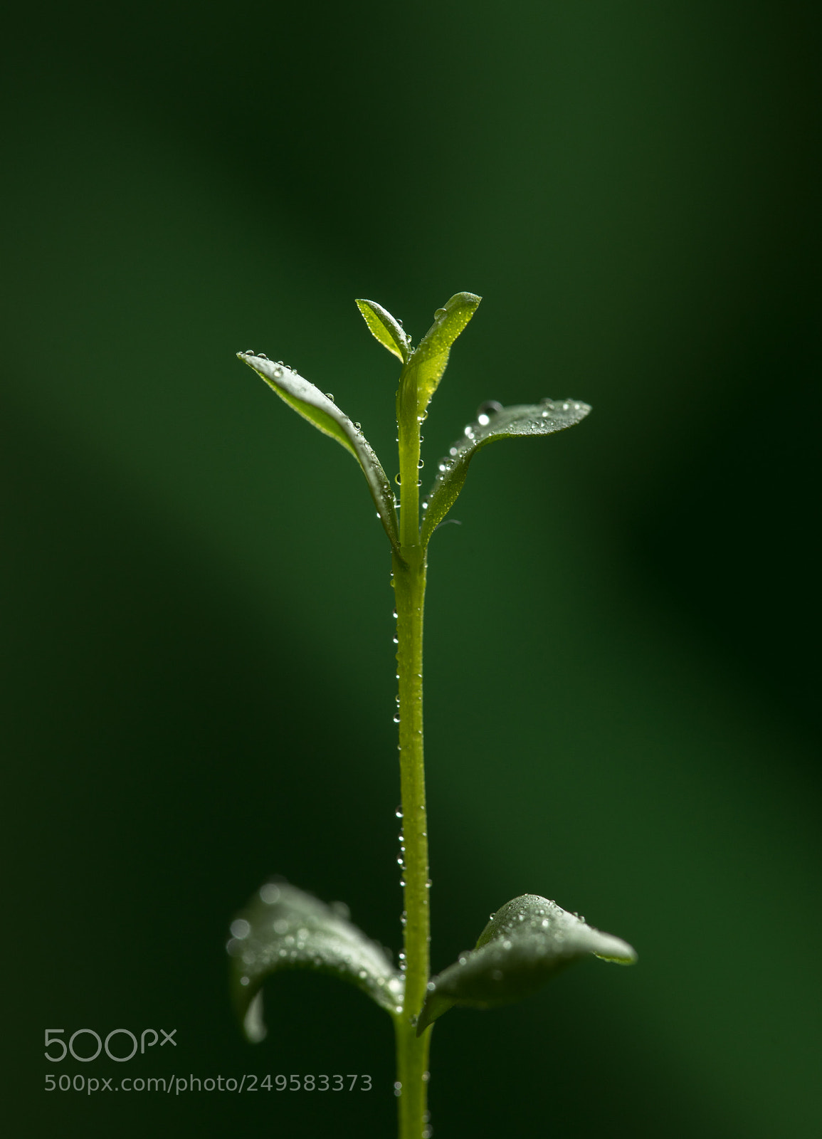 Sony a7 sample photo. Indoor macro photography