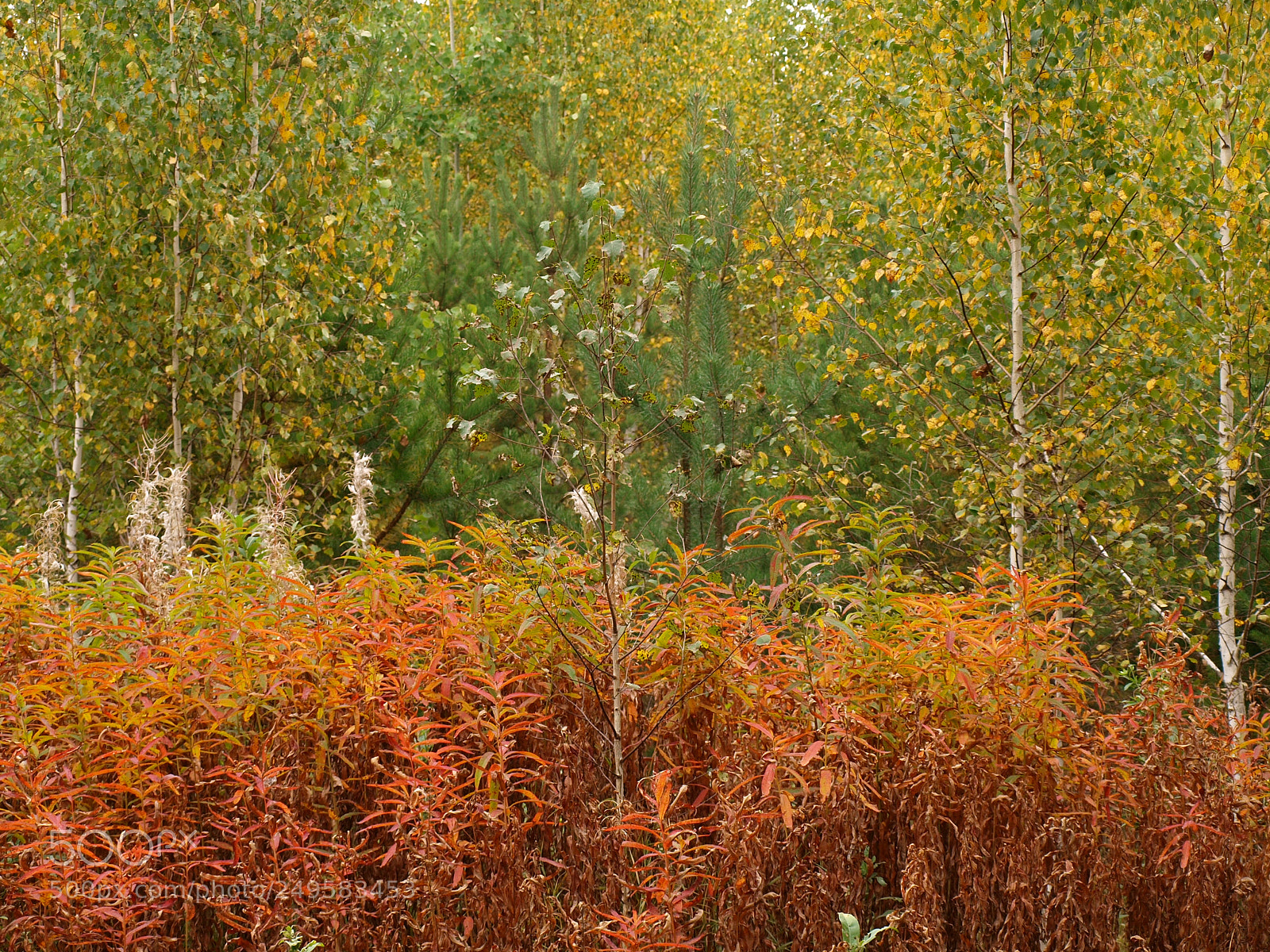 Olympus E-420 (EVOLT E-420) sample photo. Autumn forest. photography