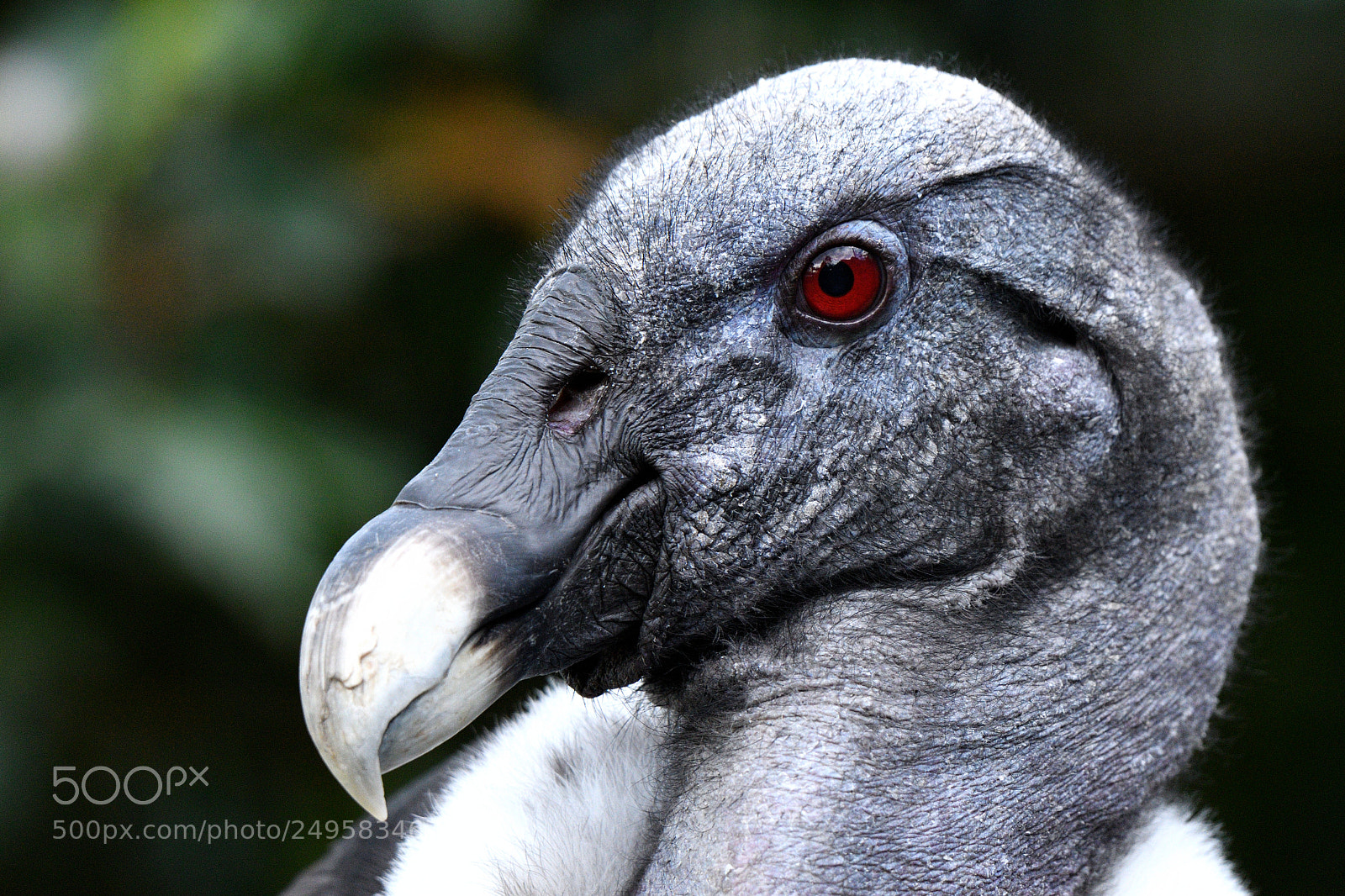 Nikon AF-S Nikkor 200-500mm F5.6E ED VR sample photo. Eye of the condor photography