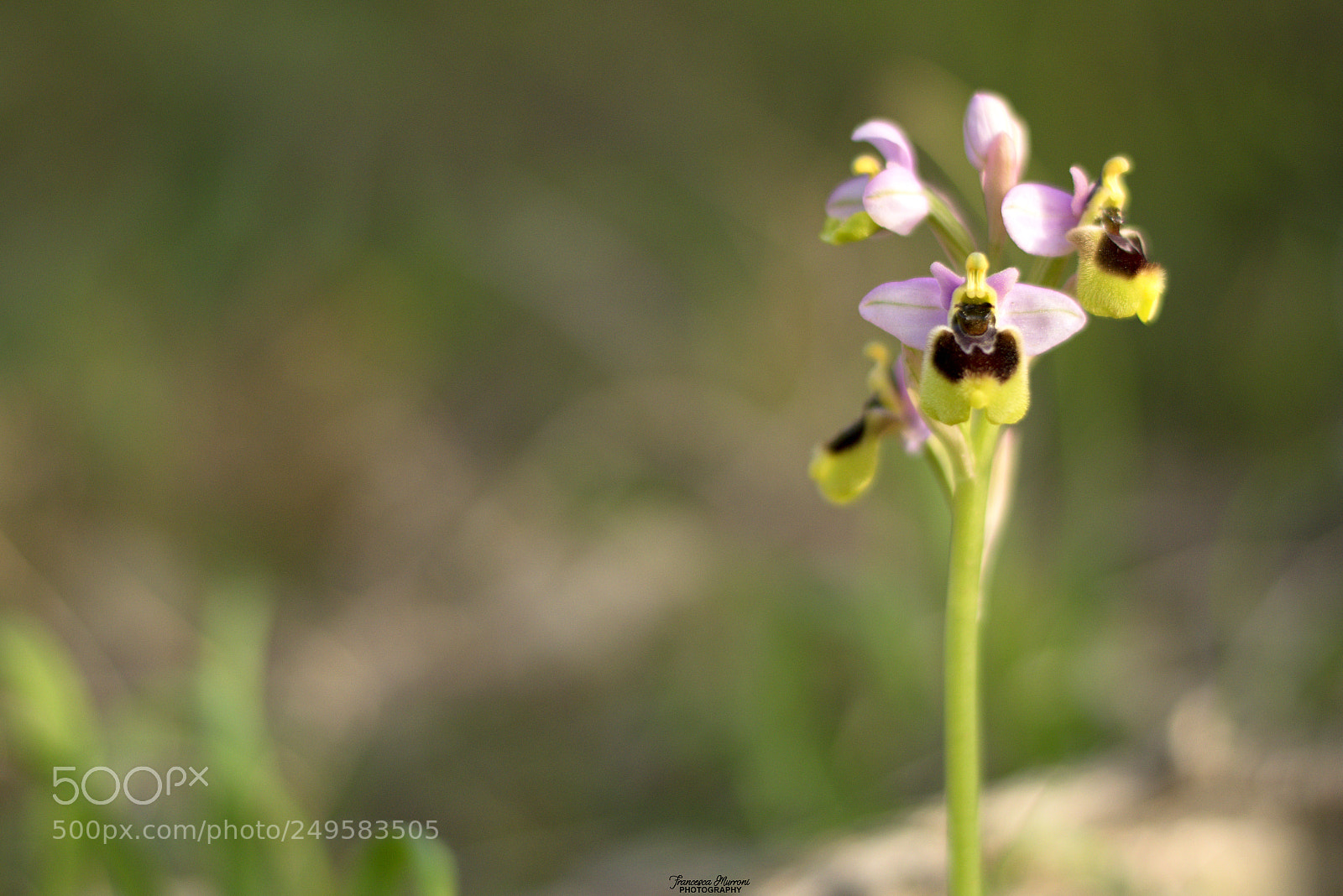 Nikon D5300 sample photo. Ophrys tenthredinifera photography