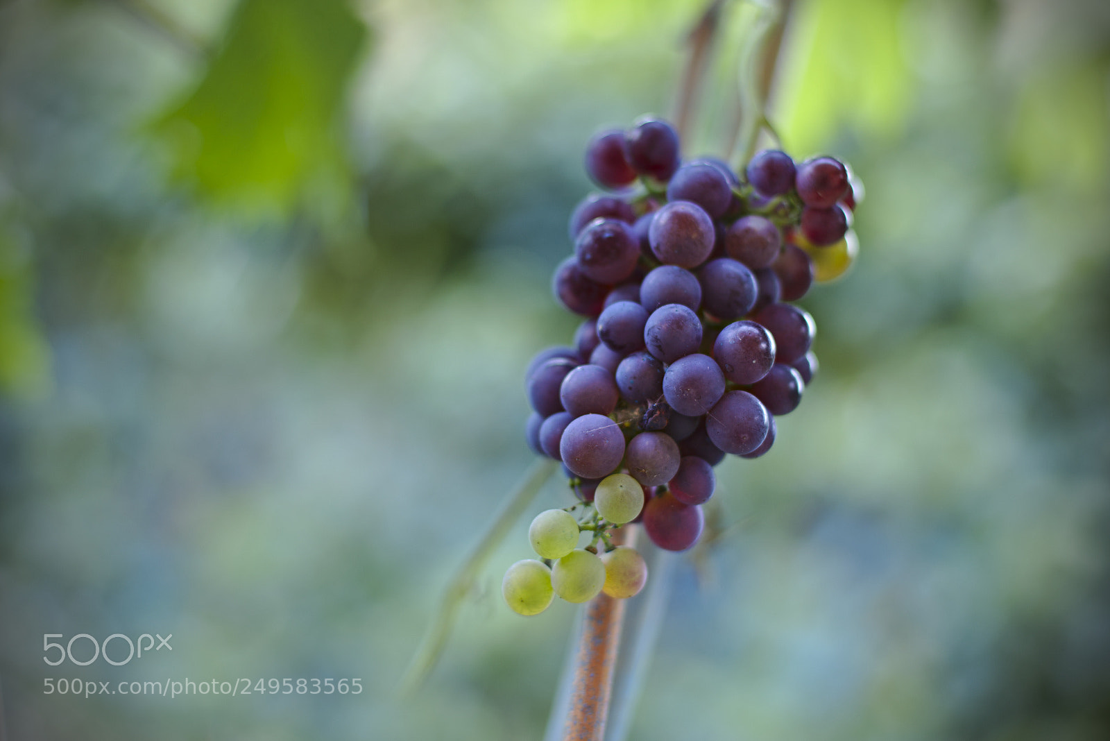 Canon EOS 6D + Canon EF 50mm F1.4 USM sample photo. Harvest season photography
