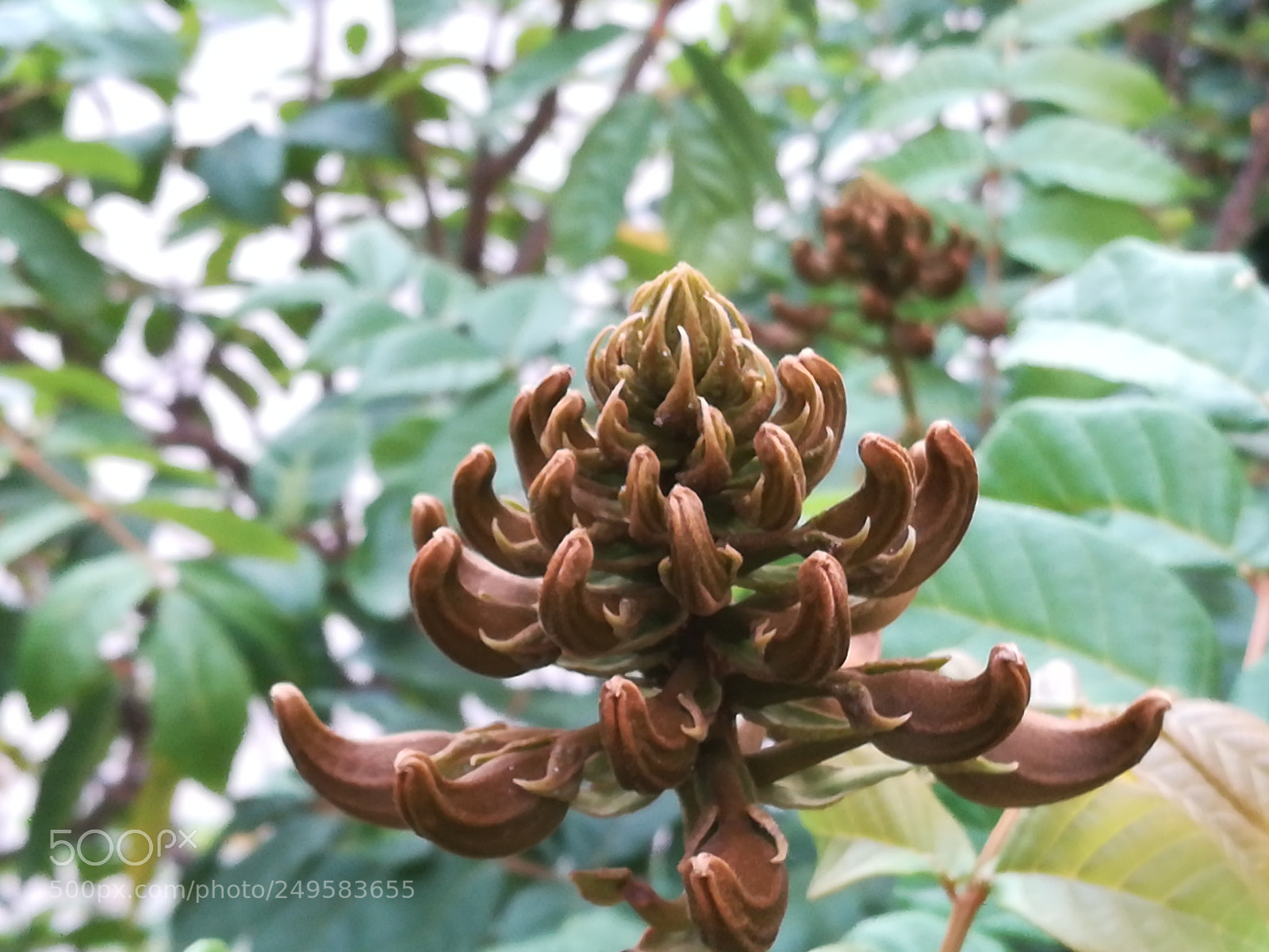 HUAWEI honor 6x sample photo. Buds of flame of photography