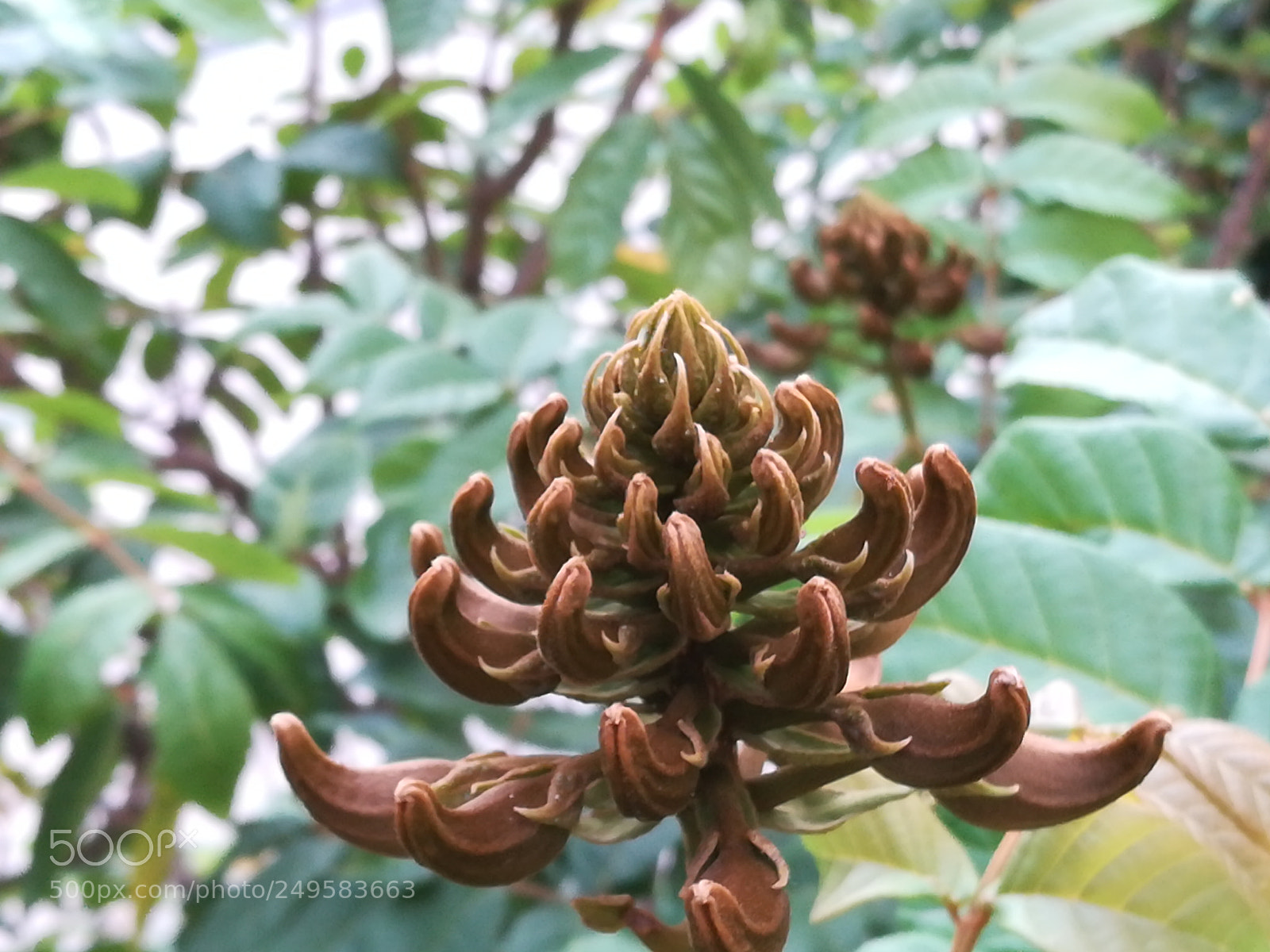 HUAWEI honor 6x sample photo. Buds of flame of photography