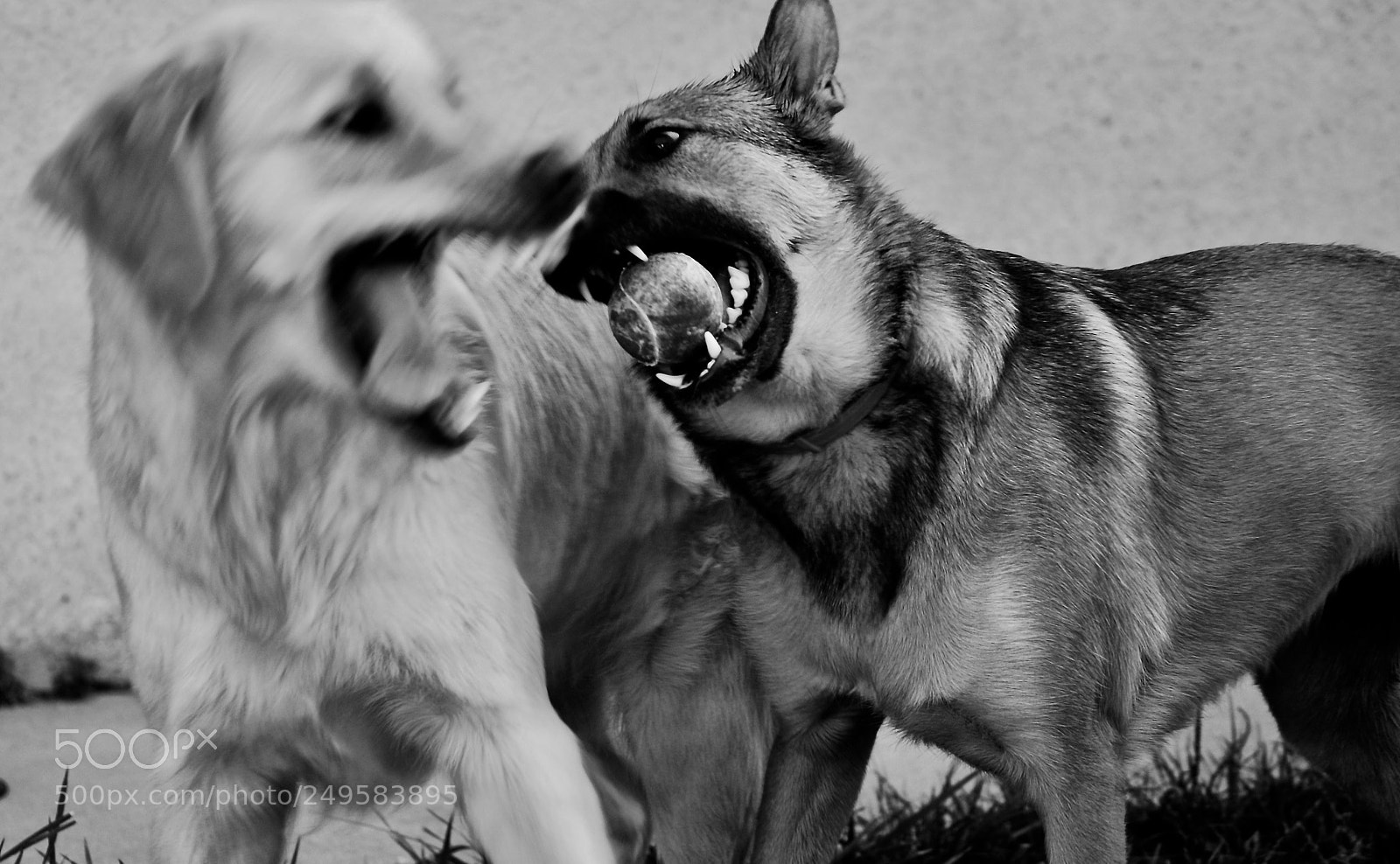 Nikon D60 sample photo. Dog photography