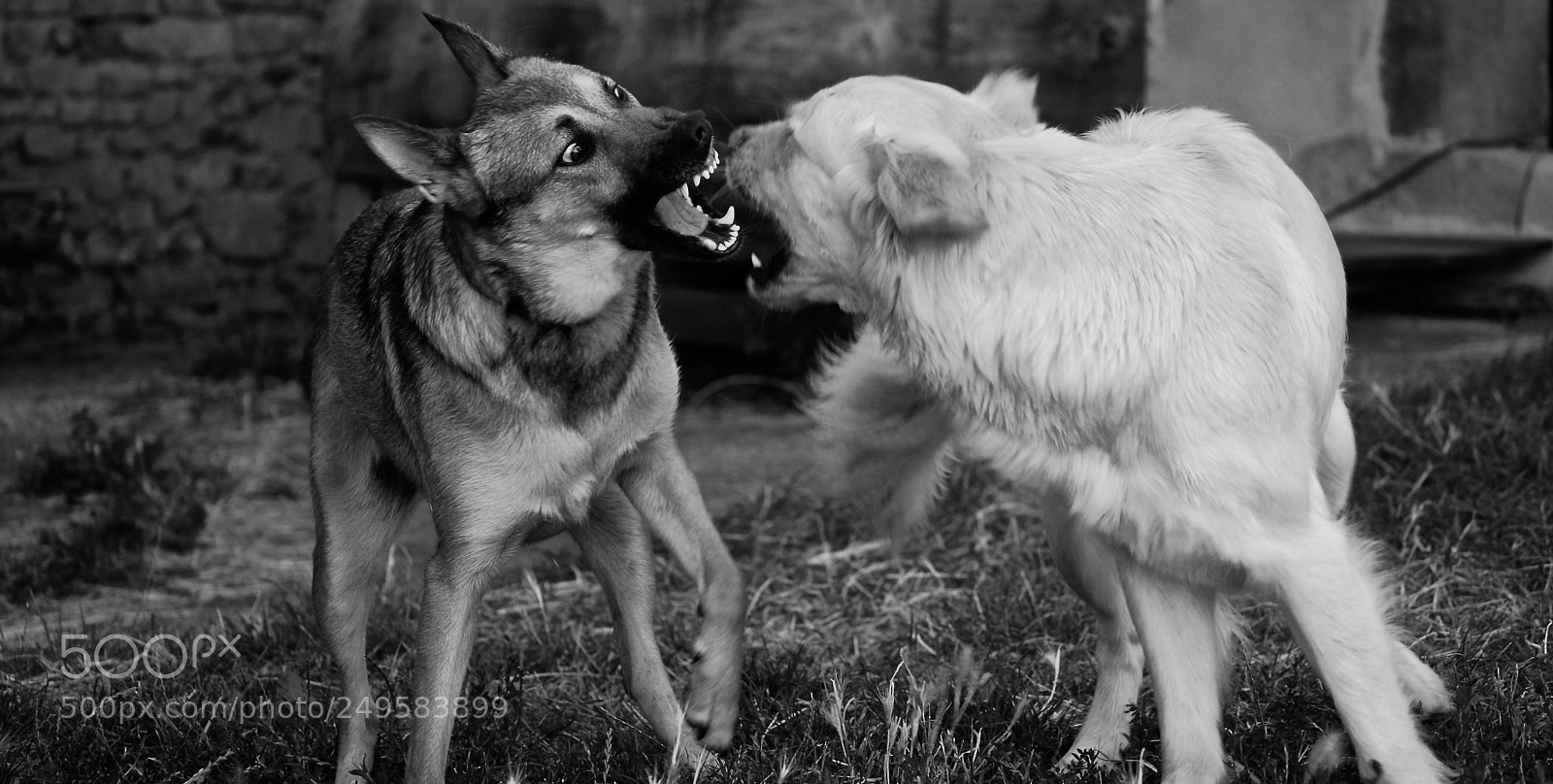 Nikon D60 sample photo. Dog photography