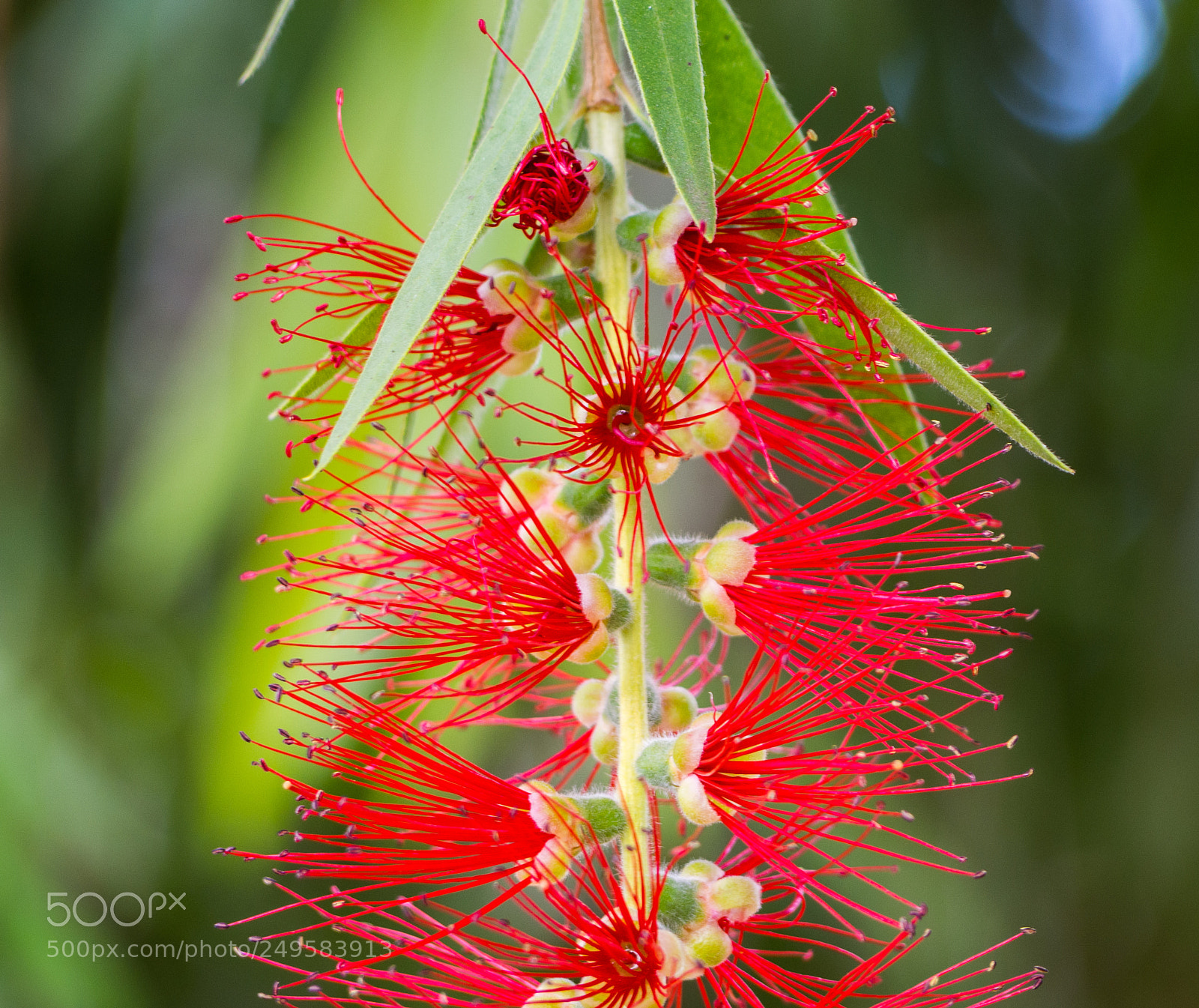 Olympus OM-D E-M10 II sample photo. Anthers photography