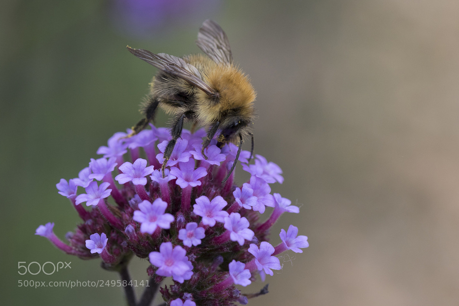 Canon EOS 7D Mark II sample photo. Bumblebee photography