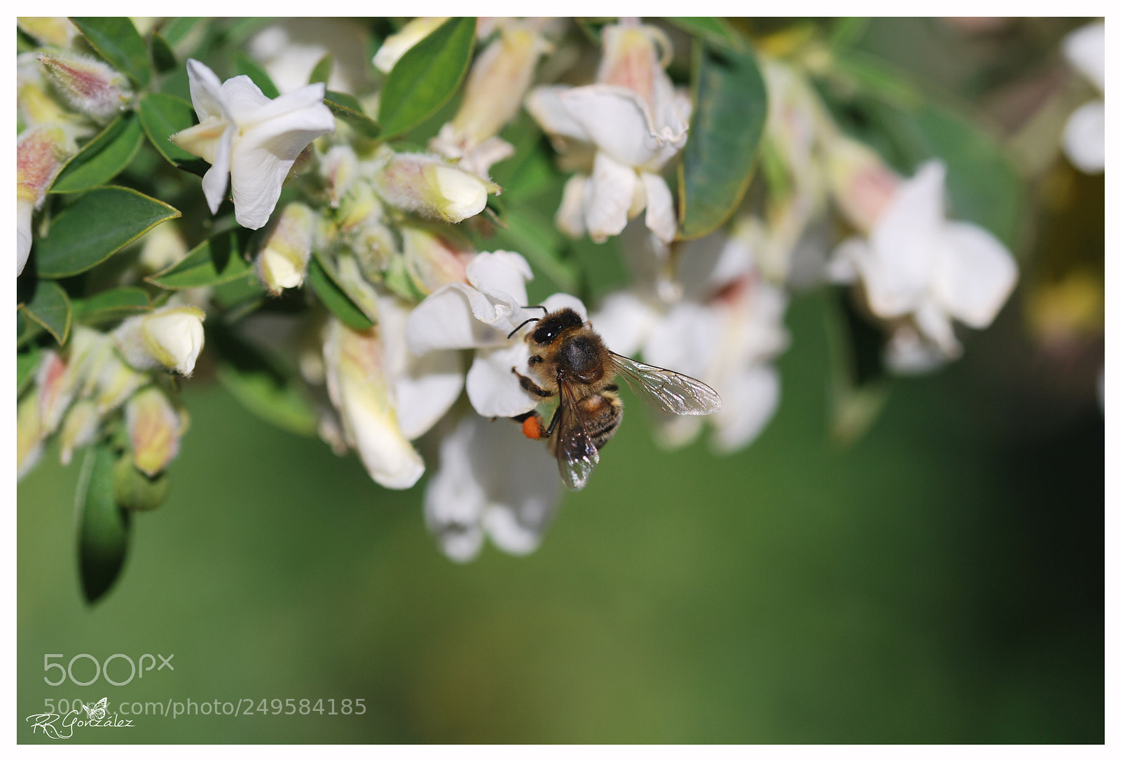 Nikon D60 sample photo. Abeja bee photography