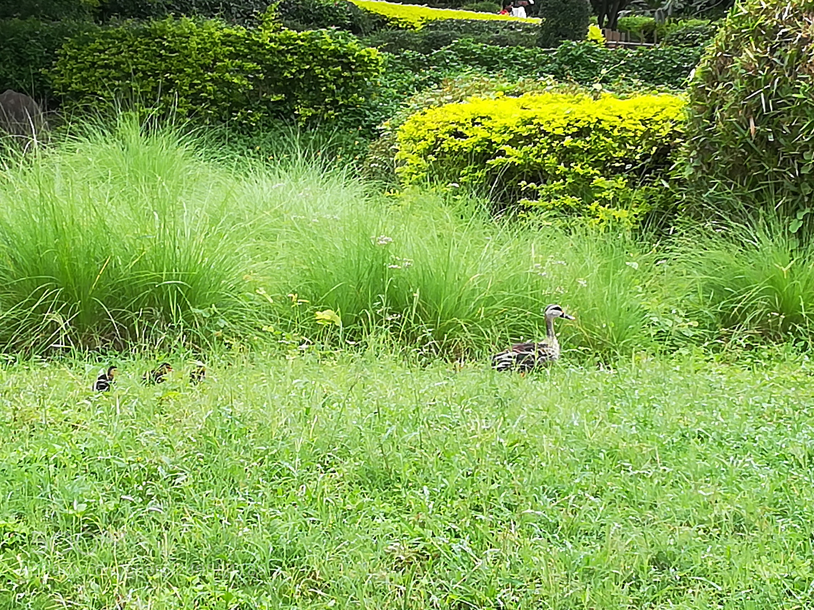 HUAWEI honor 6x sample photo. Japanese garden pune photography