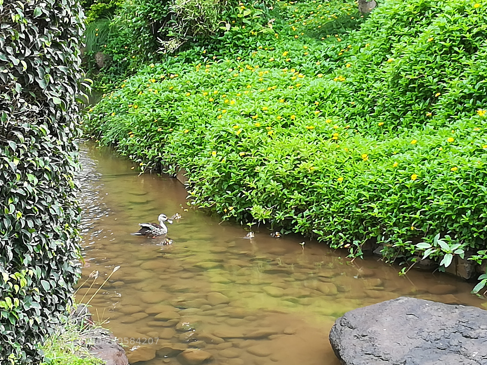 HUAWEI honor 6x sample photo. Japanese garden pune photography