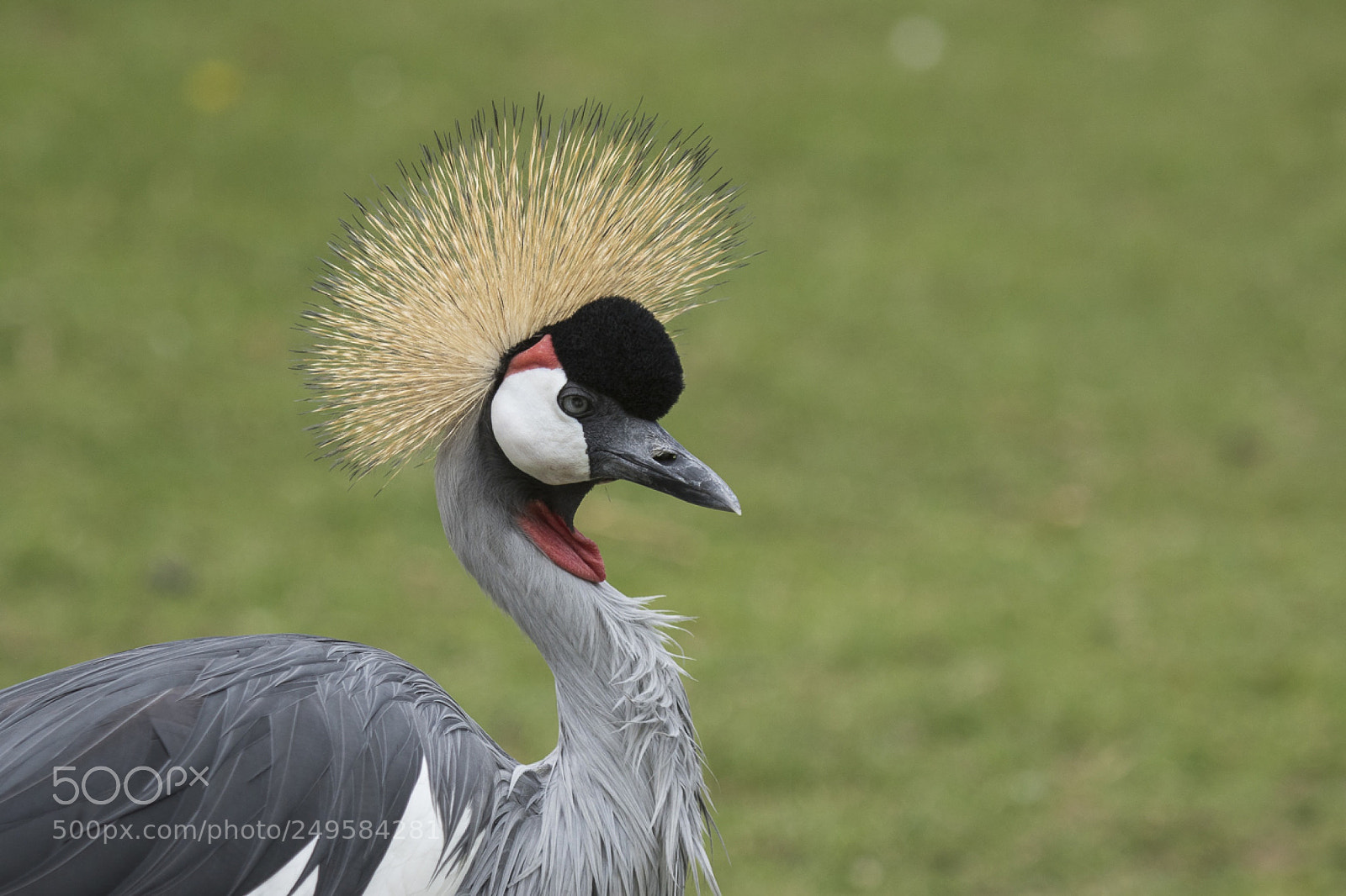 Canon EOS 7D Mark II sample photo. Grey crowned crane photography