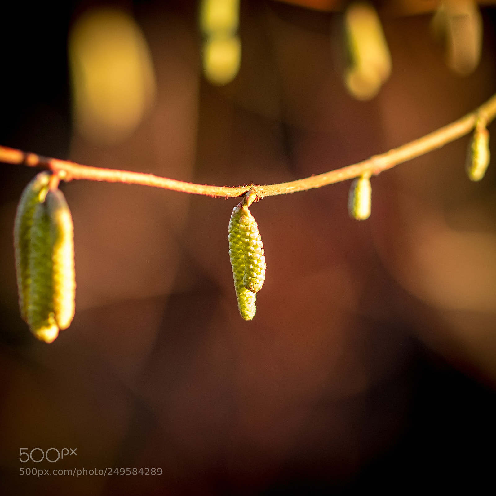 Fujifilm X-T2 sample photo. Branches photography