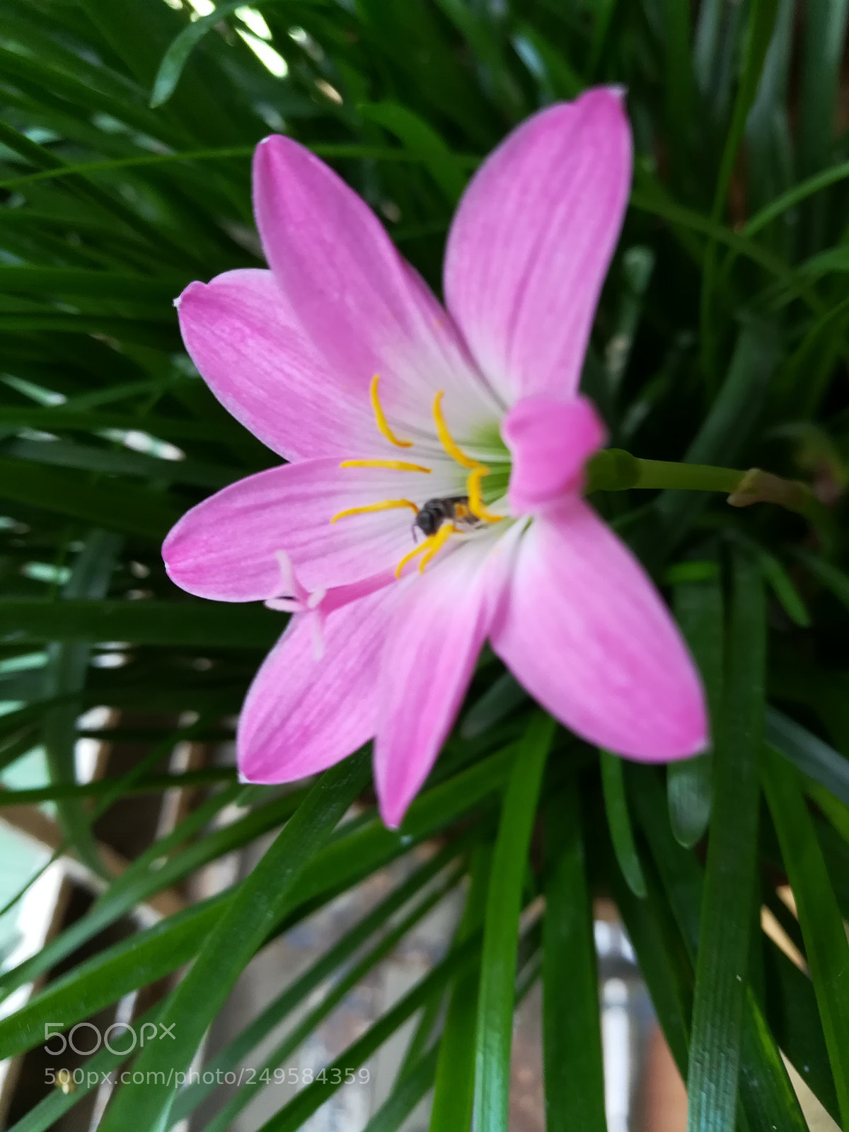 HUAWEI honor 6x sample photo. Flowers photography