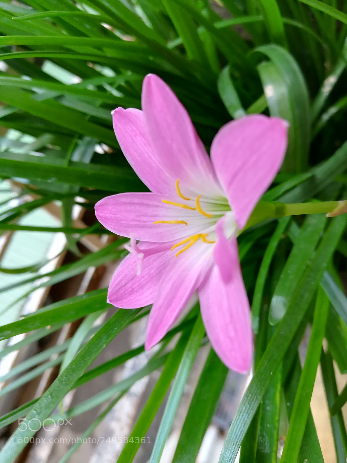 HUAWEI honor 6x sample photo. Flowers photography