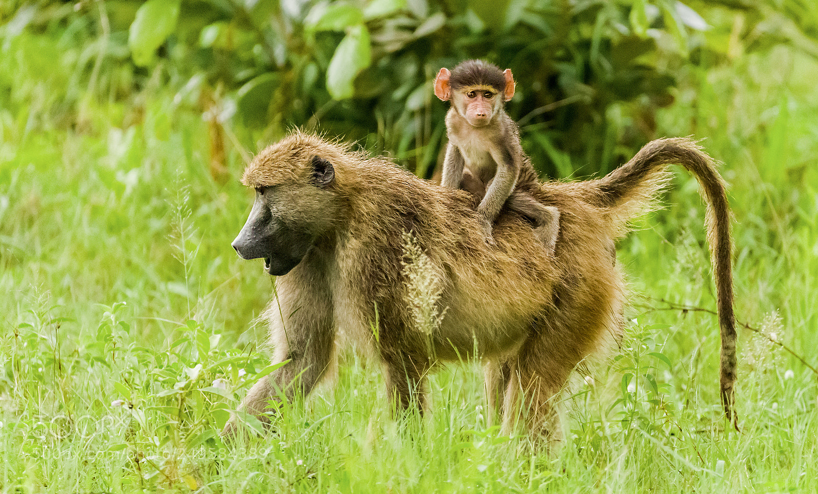 Canon EOS-1D X Mark II sample photo. Going for a ride! photography