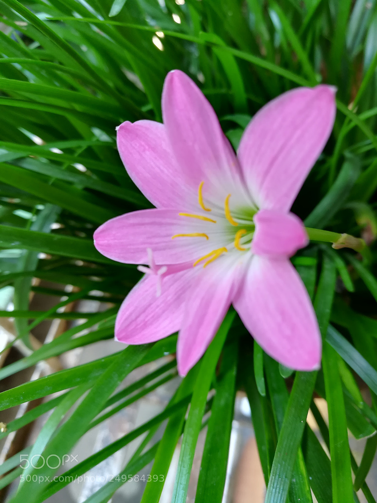 HUAWEI honor 6x sample photo. Flowers photography