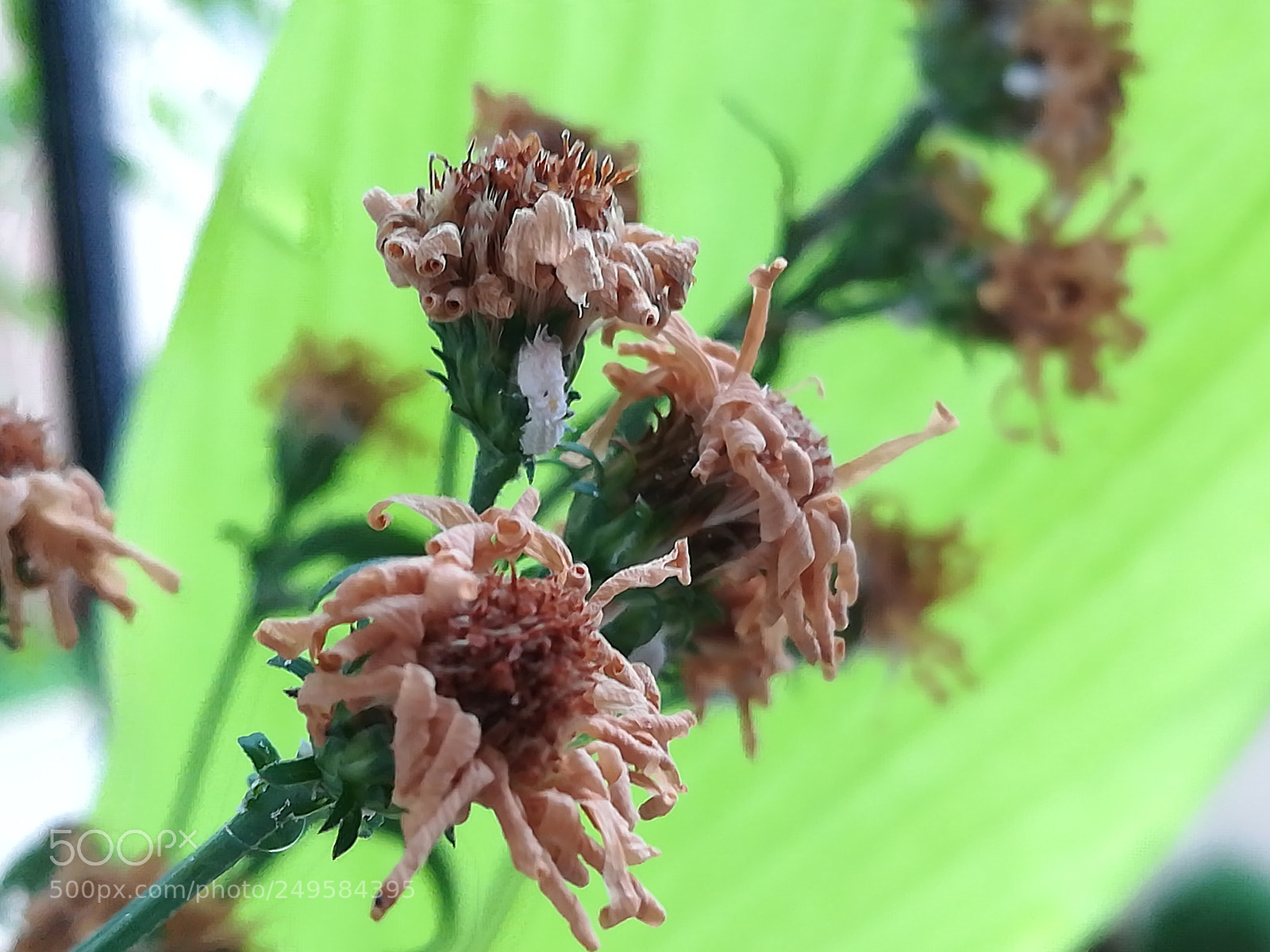 HUAWEI honor 6x sample photo. Flowers photography