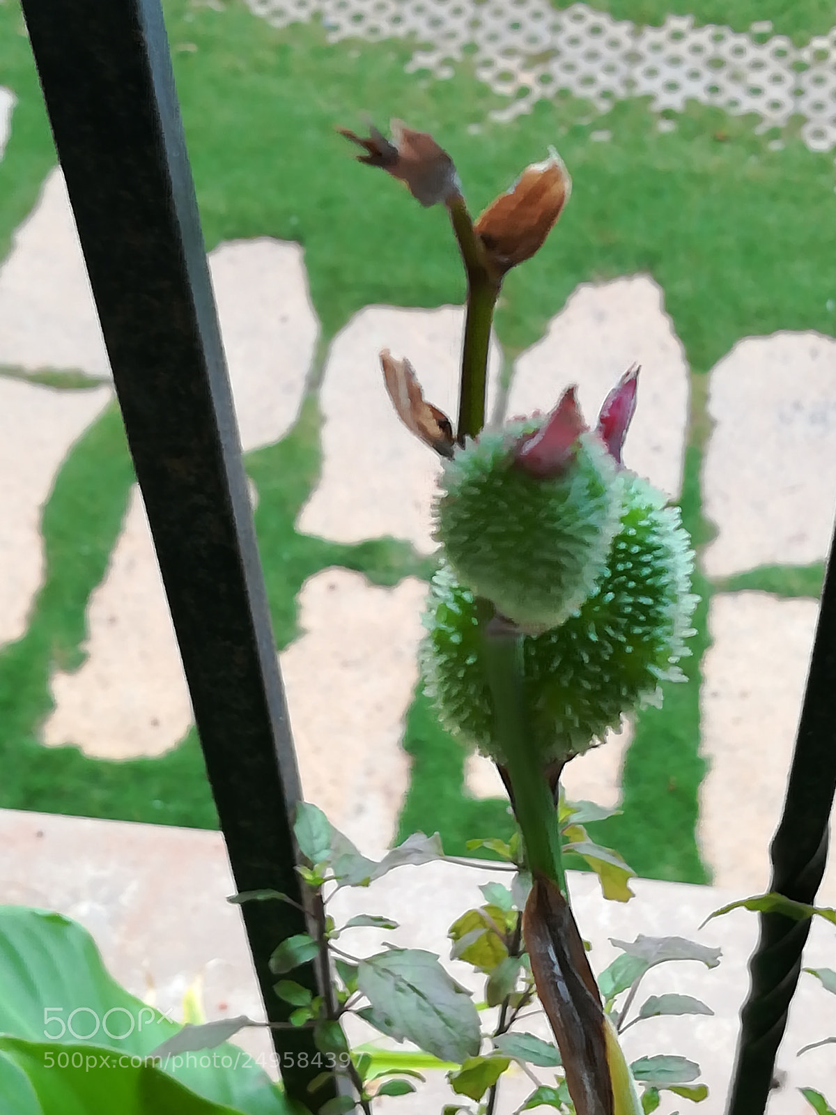 HUAWEI honor 6x sample photo. Flowers photography