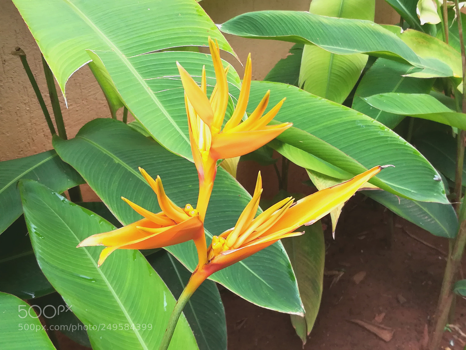 HUAWEI honor 6x sample photo. Flowers photography