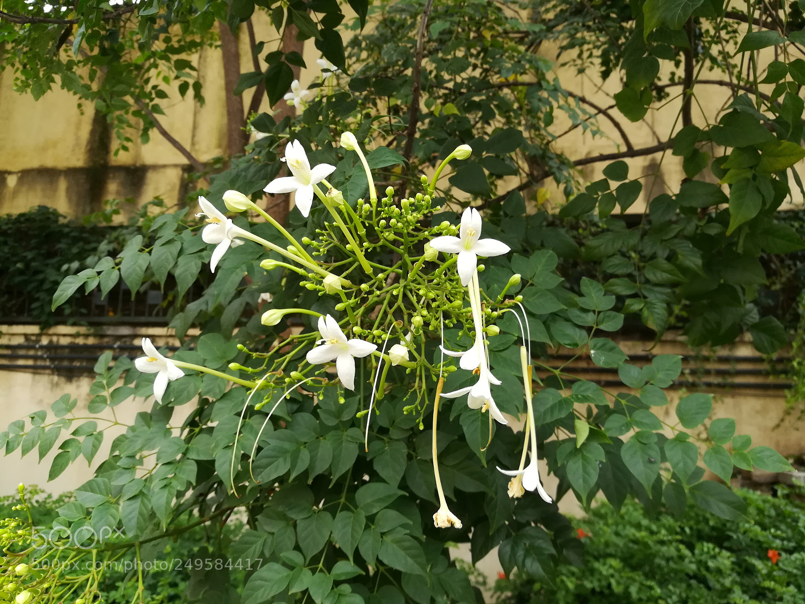 HUAWEI honor 6x sample photo. Flowers photography