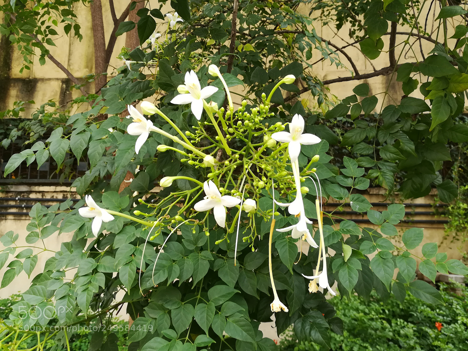 HUAWEI honor 6x sample photo. Flowers photography