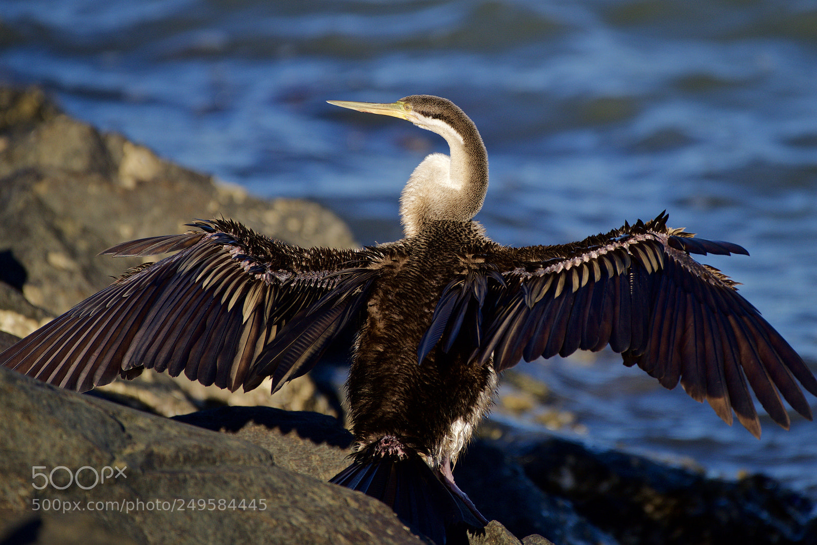 Nikon D810 sample photo. An australasian darter stretches photography