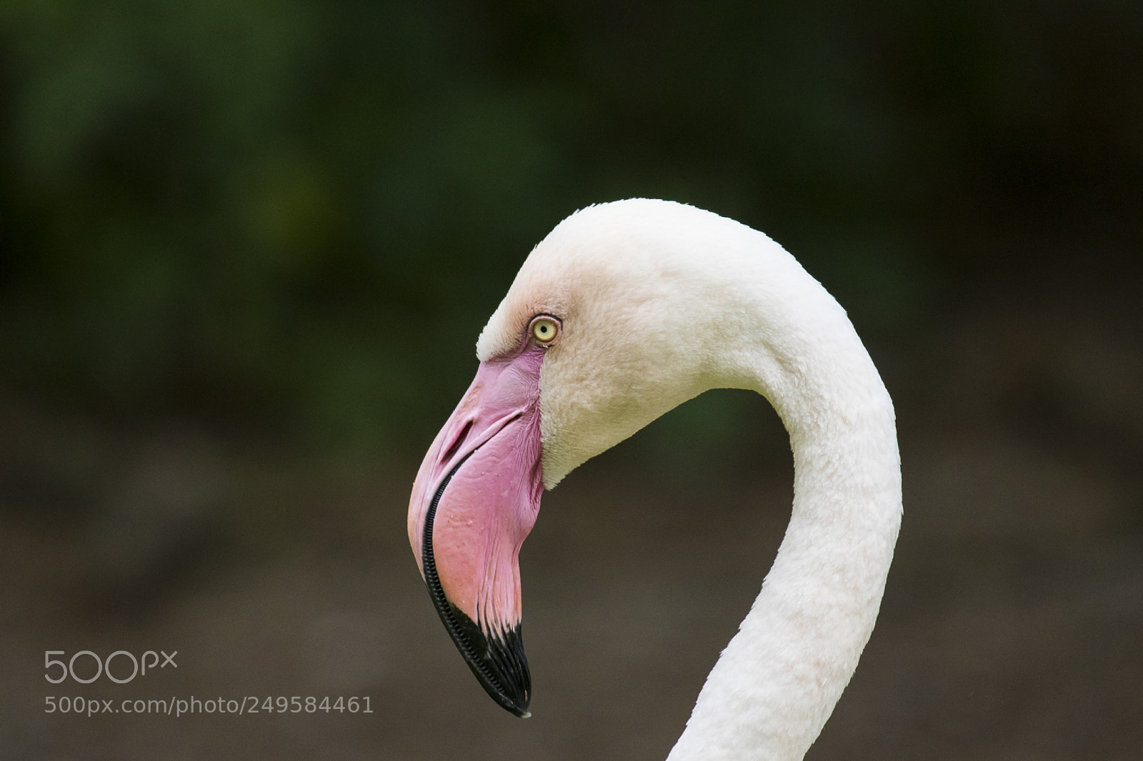 Canon EOS 7D Mark II sample photo. Flamingo portrait photography