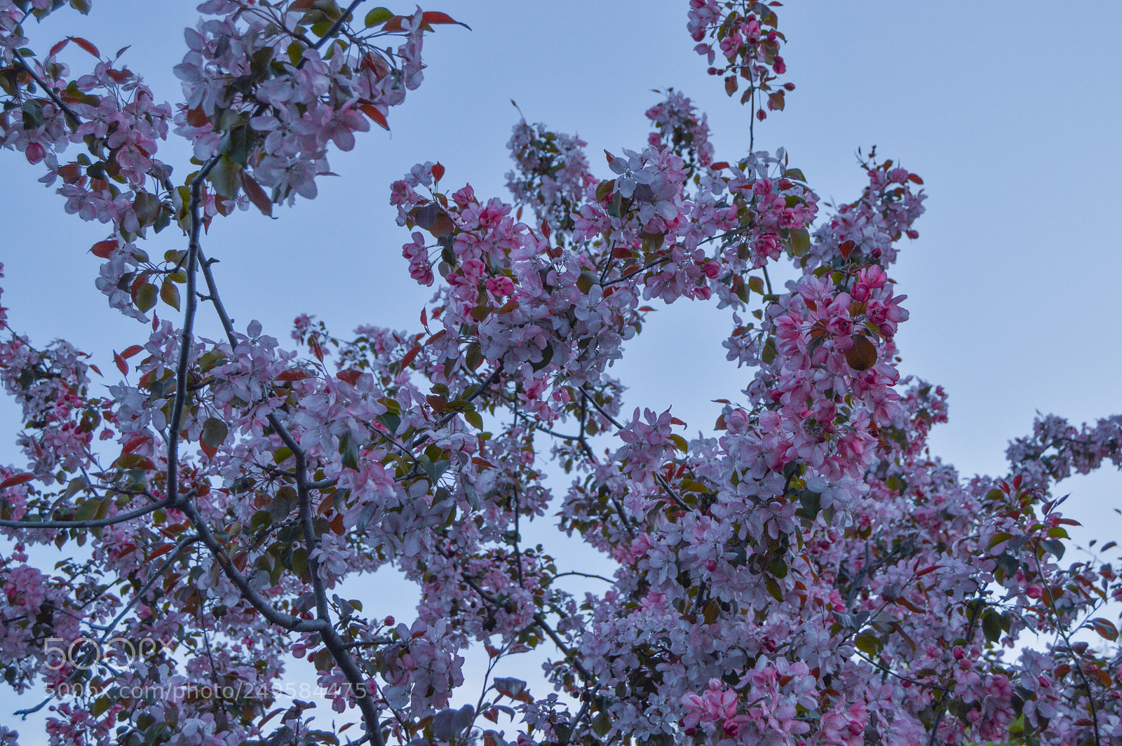 Nikon D3200 sample photo. <з photography
