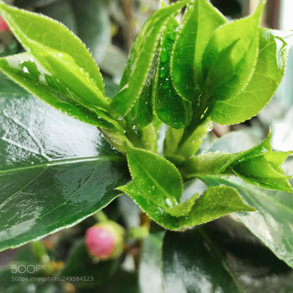 Apple iPhone 8 sample photo. 茶花 photography