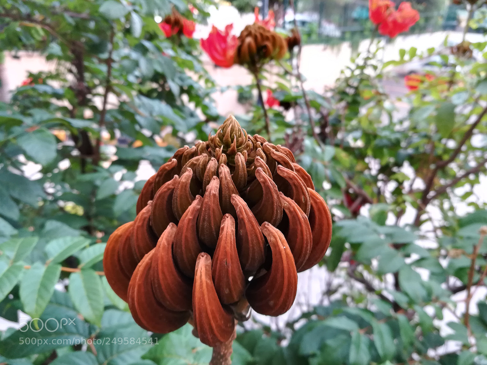 HUAWEI honor 6x sample photo. Flame of forest flowers photography