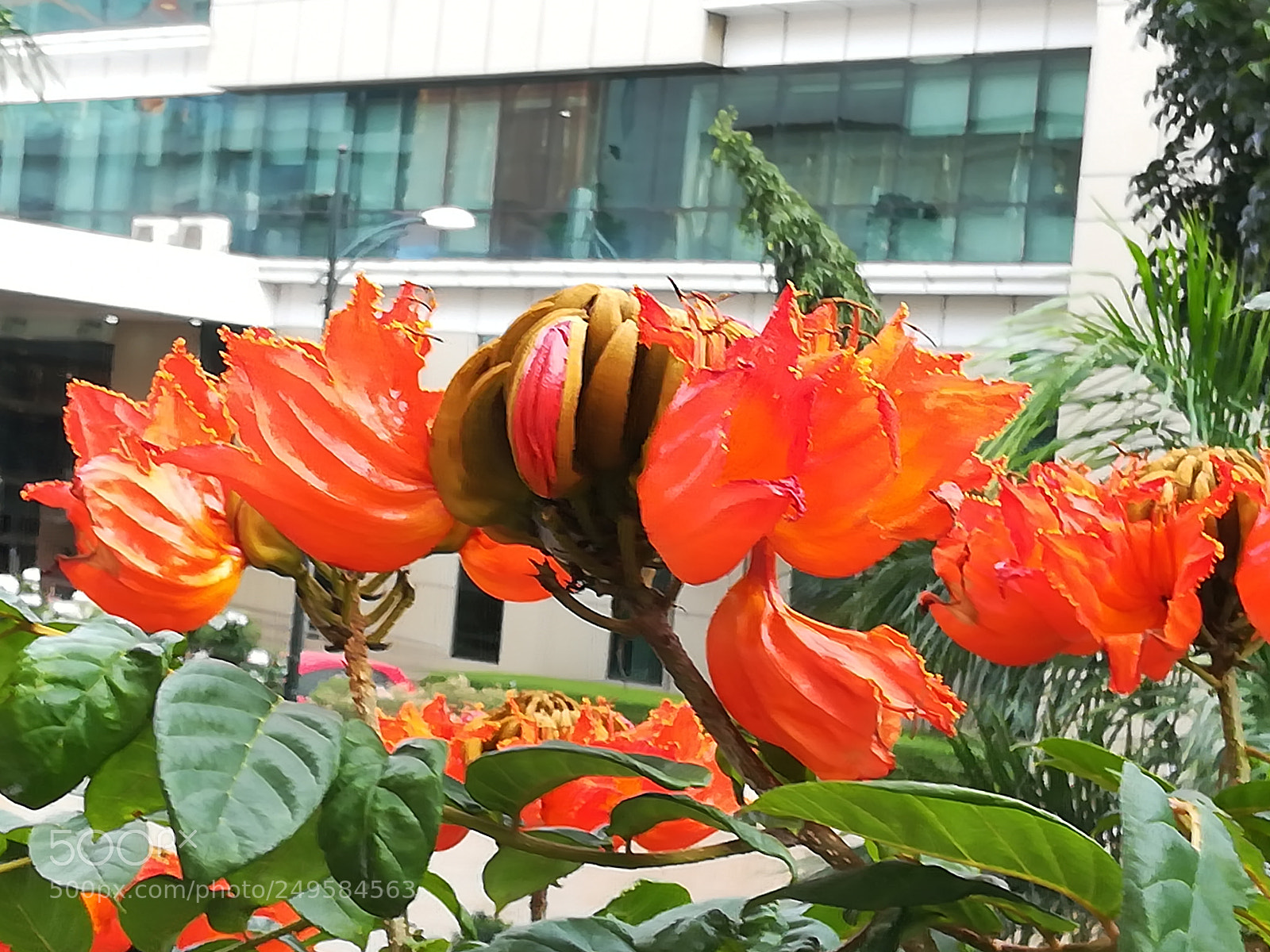 HUAWEI honor 6x sample photo. Flame of forest flowers photography