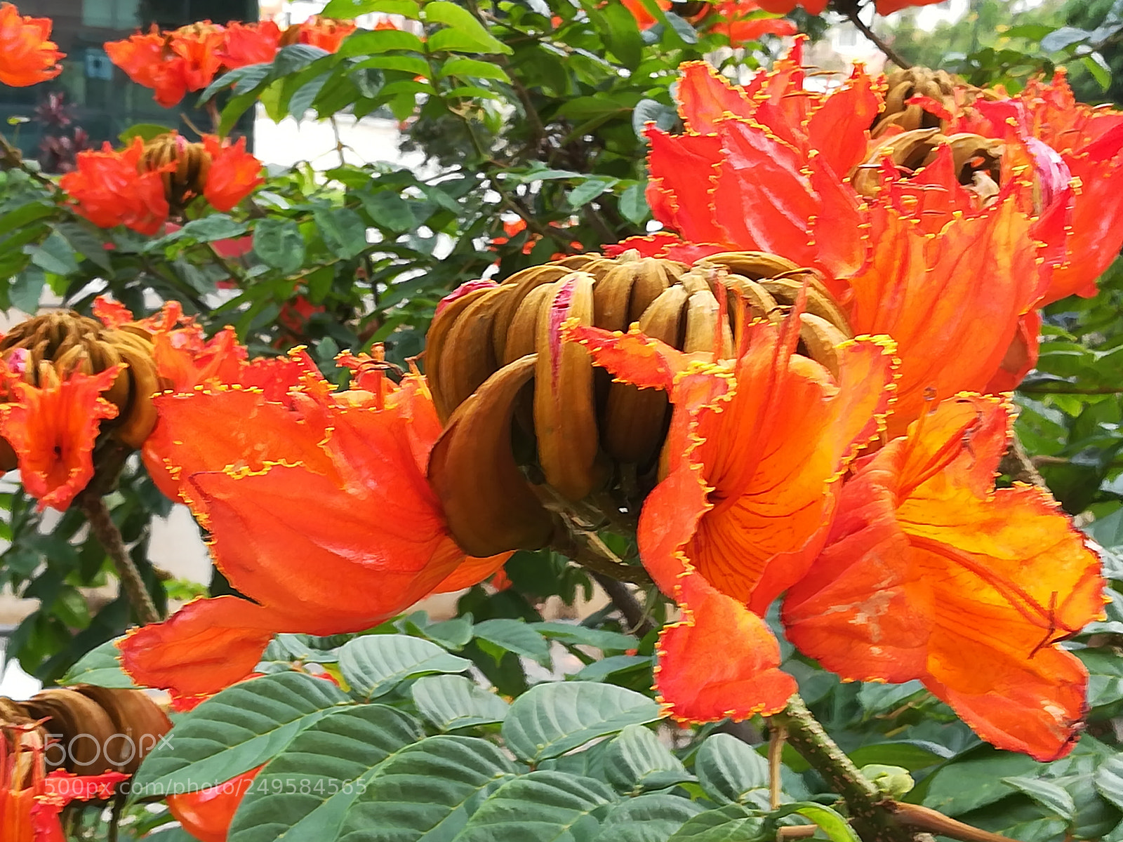 HUAWEI honor 6x sample photo. Flame of forest flowers photography