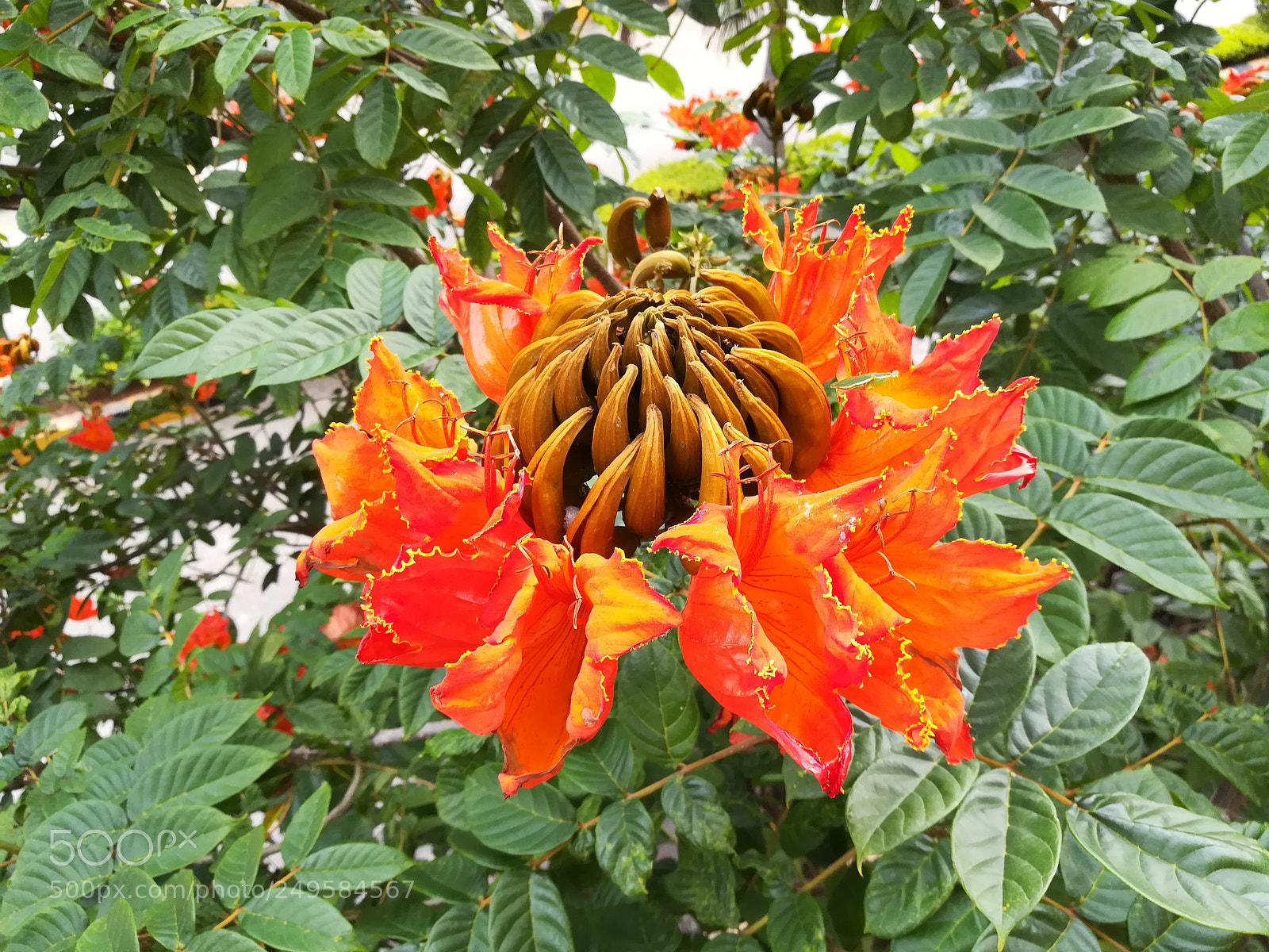 HUAWEI honor 6x sample photo. Flame of forest flowers photography