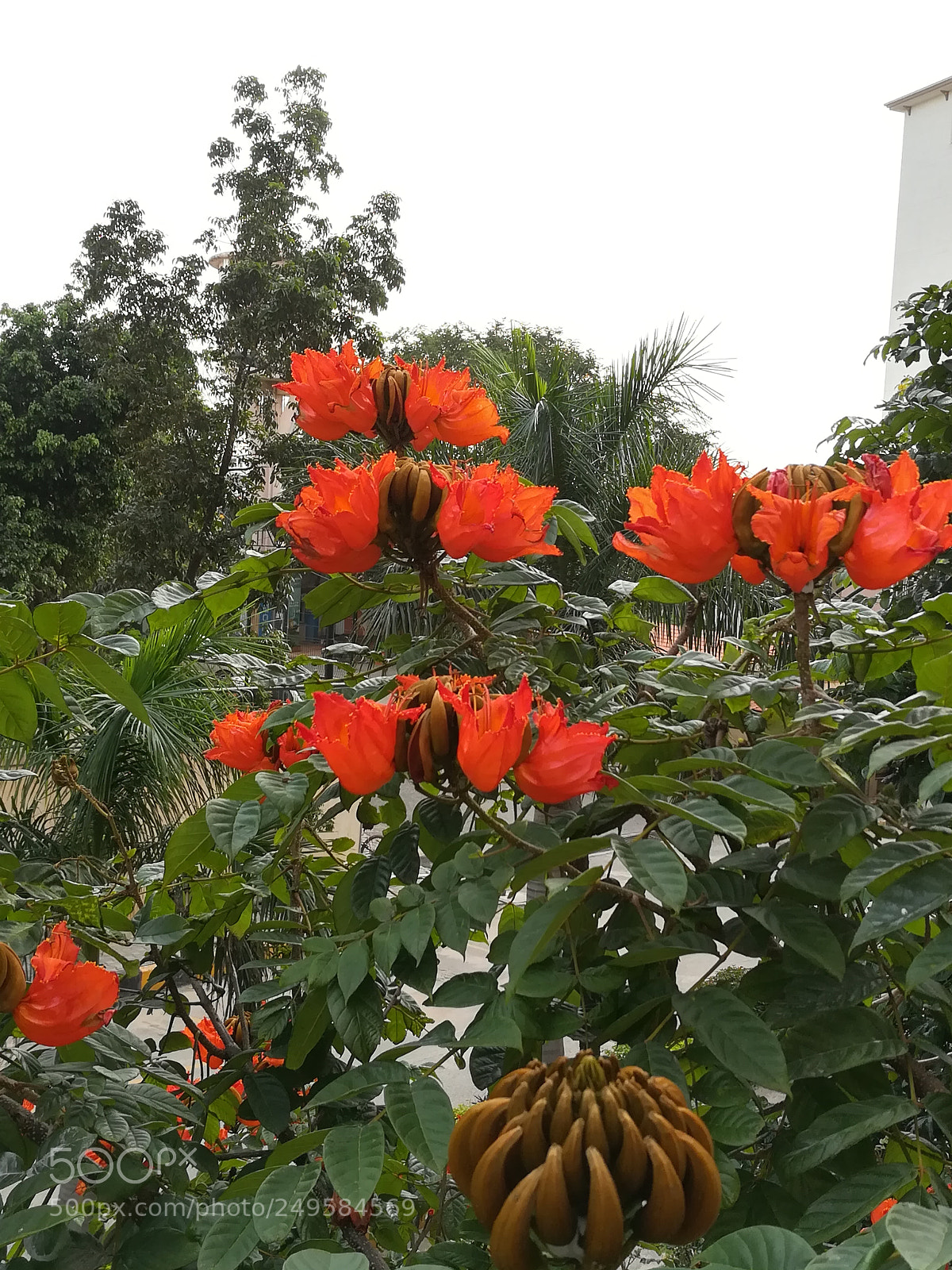HUAWEI honor 6x sample photo. Flame of forest flowers photography
