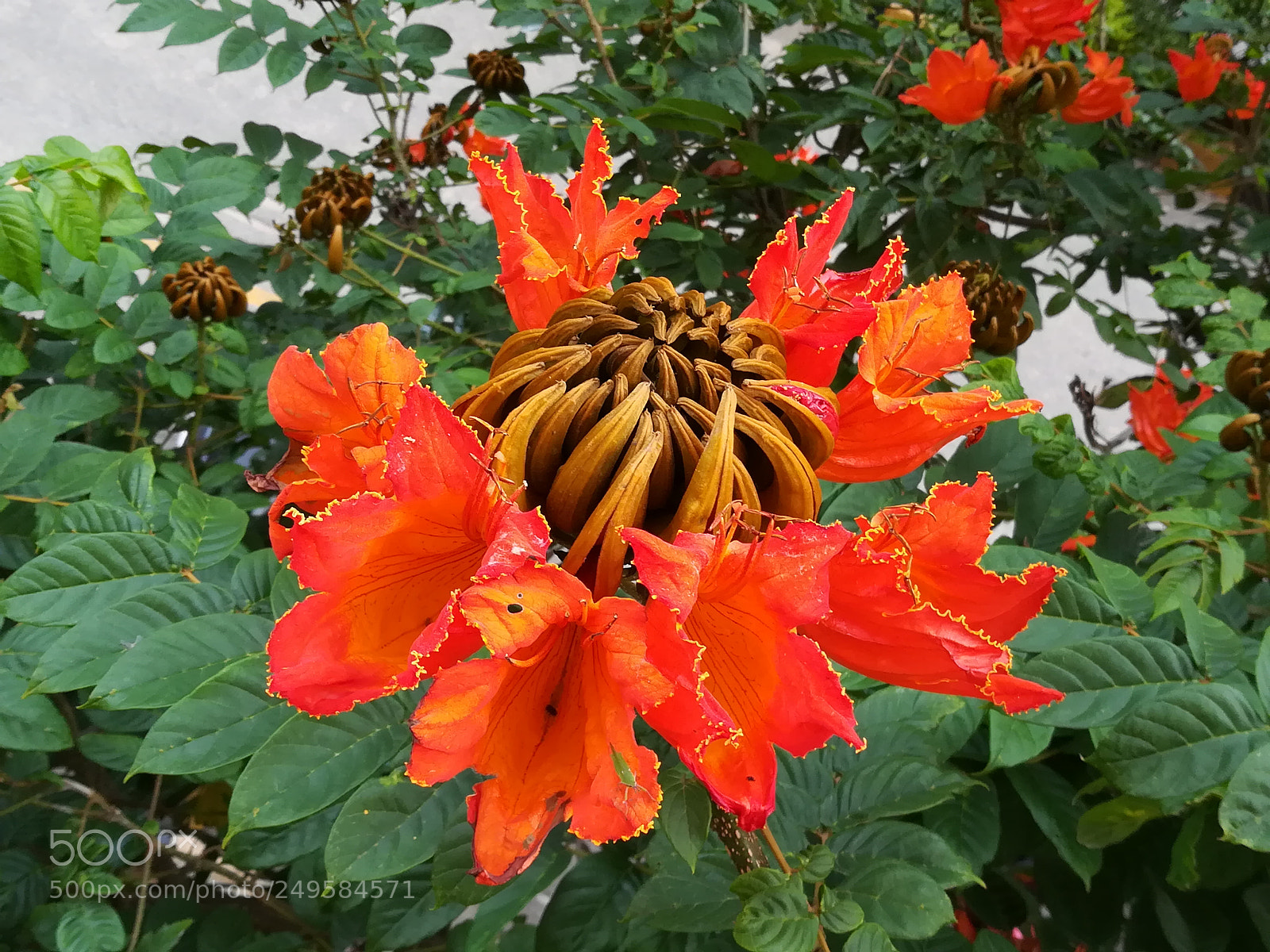 HUAWEI honor 6x sample photo. Flame of forest flowers photography
