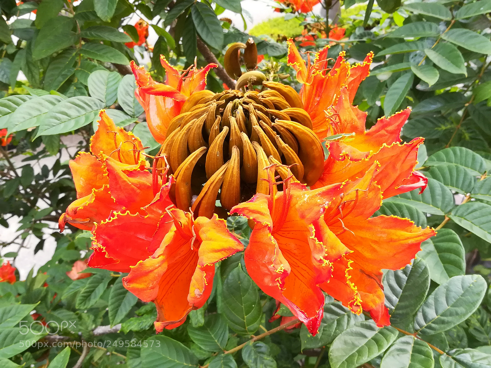 HUAWEI honor 6x sample photo. Flame of forest flowers photography