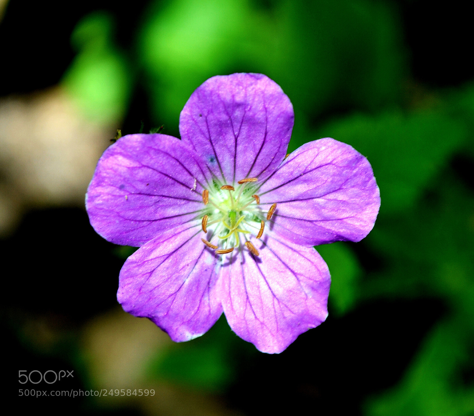 Nikon D3100 sample photo. Purple flower close up photography