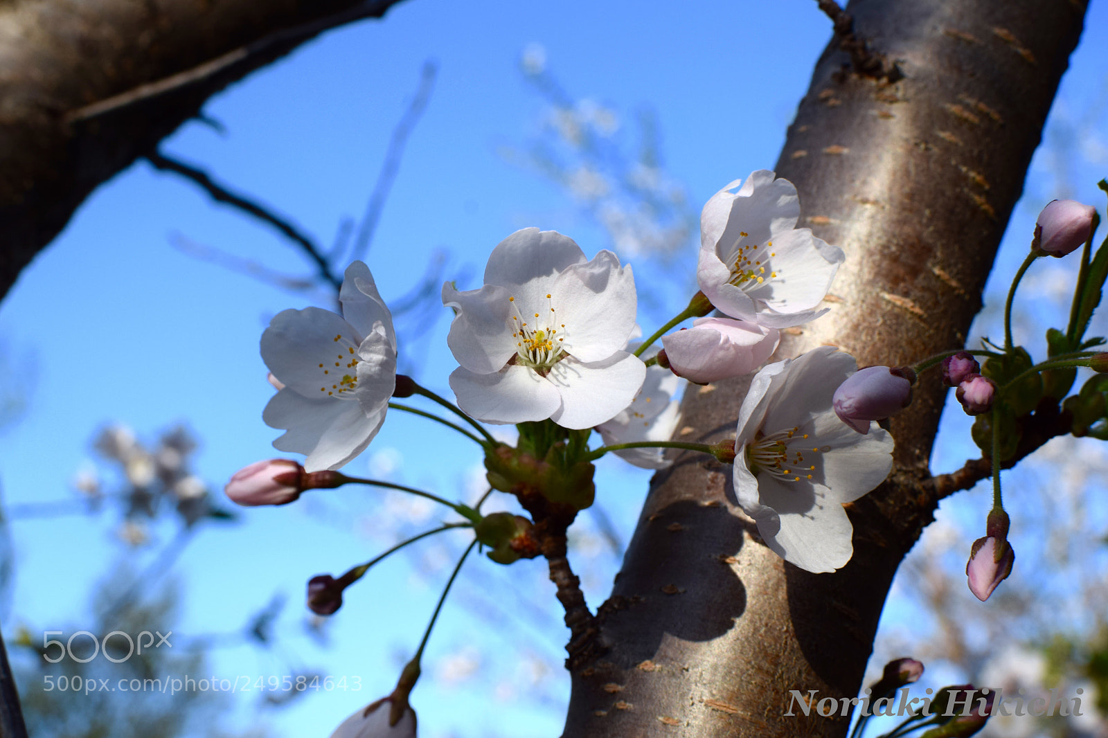 Nikon D5300 sample photo. Untitled photography